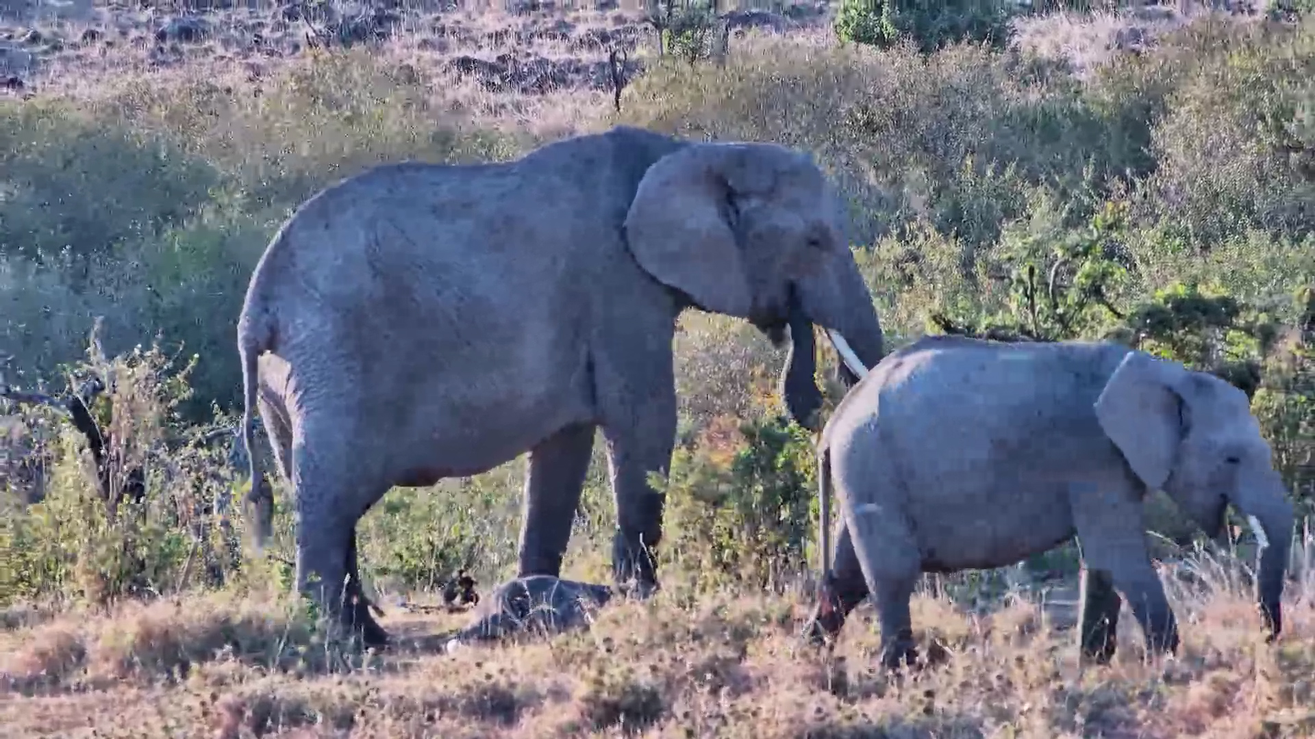 Tiny Elephant Calf Takes Shelter Under Mum
