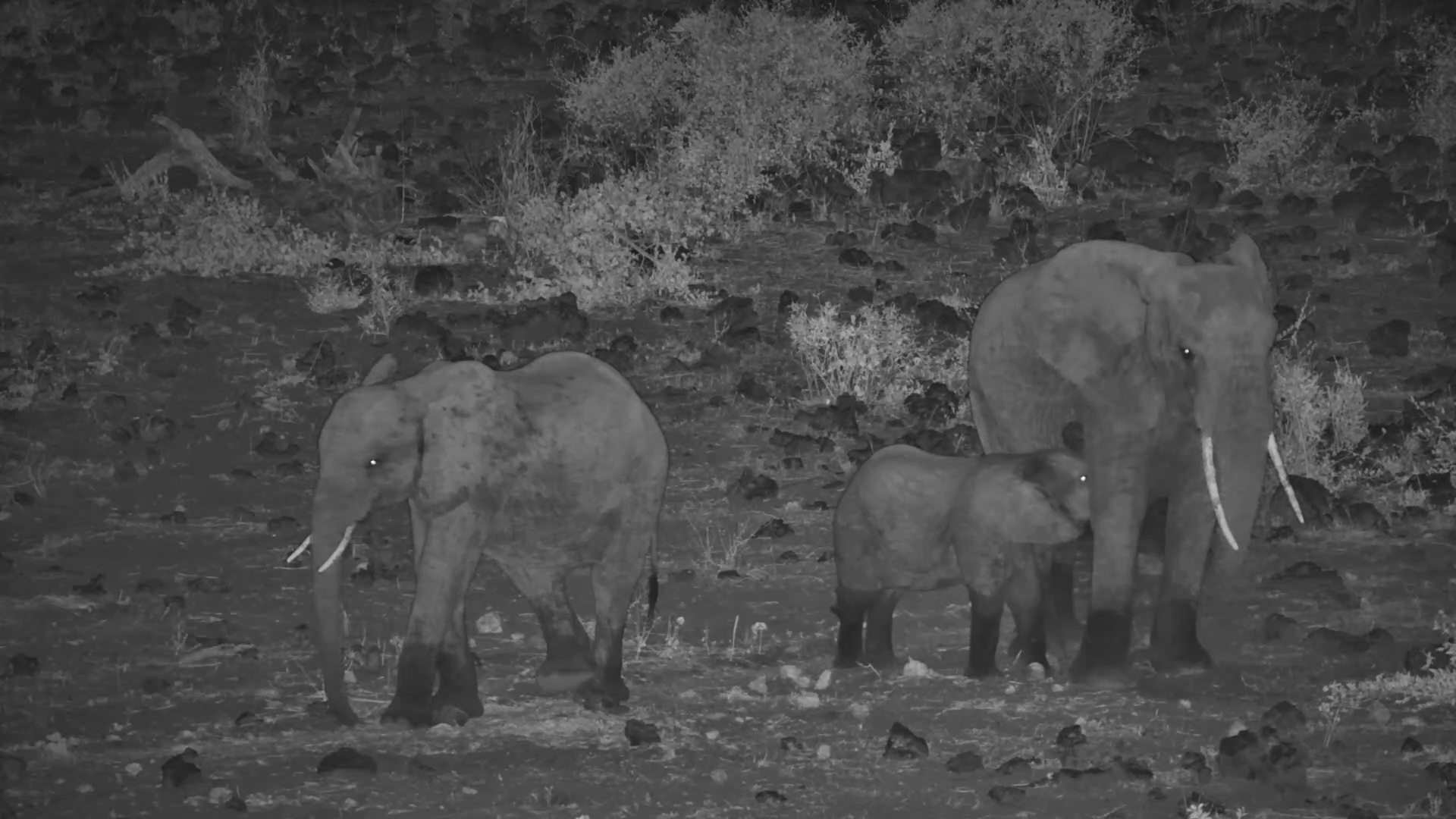 Elephant Herd Pauses for Calf’s Night time Milk