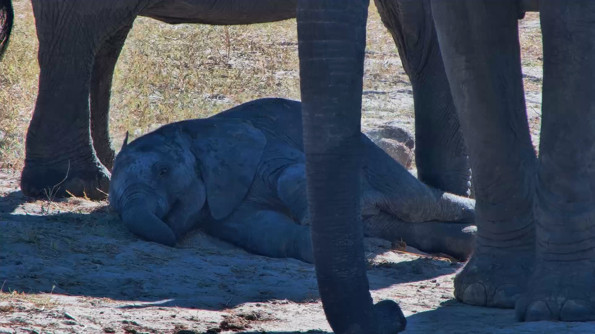Baby Elephant Runs Out of Battery