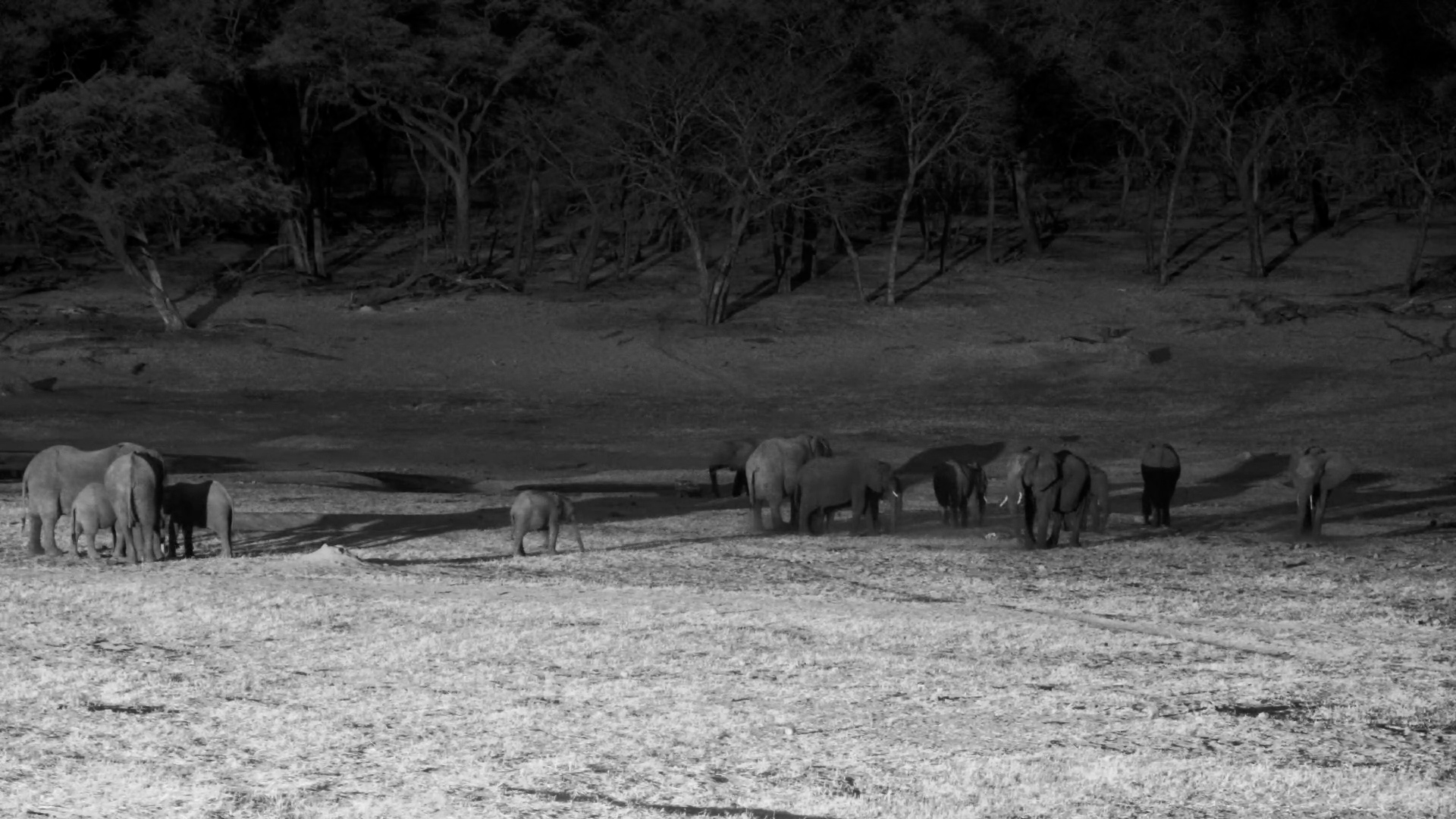 Baby Elephant Gets Lost! Walks with the Wrong Herd at Night