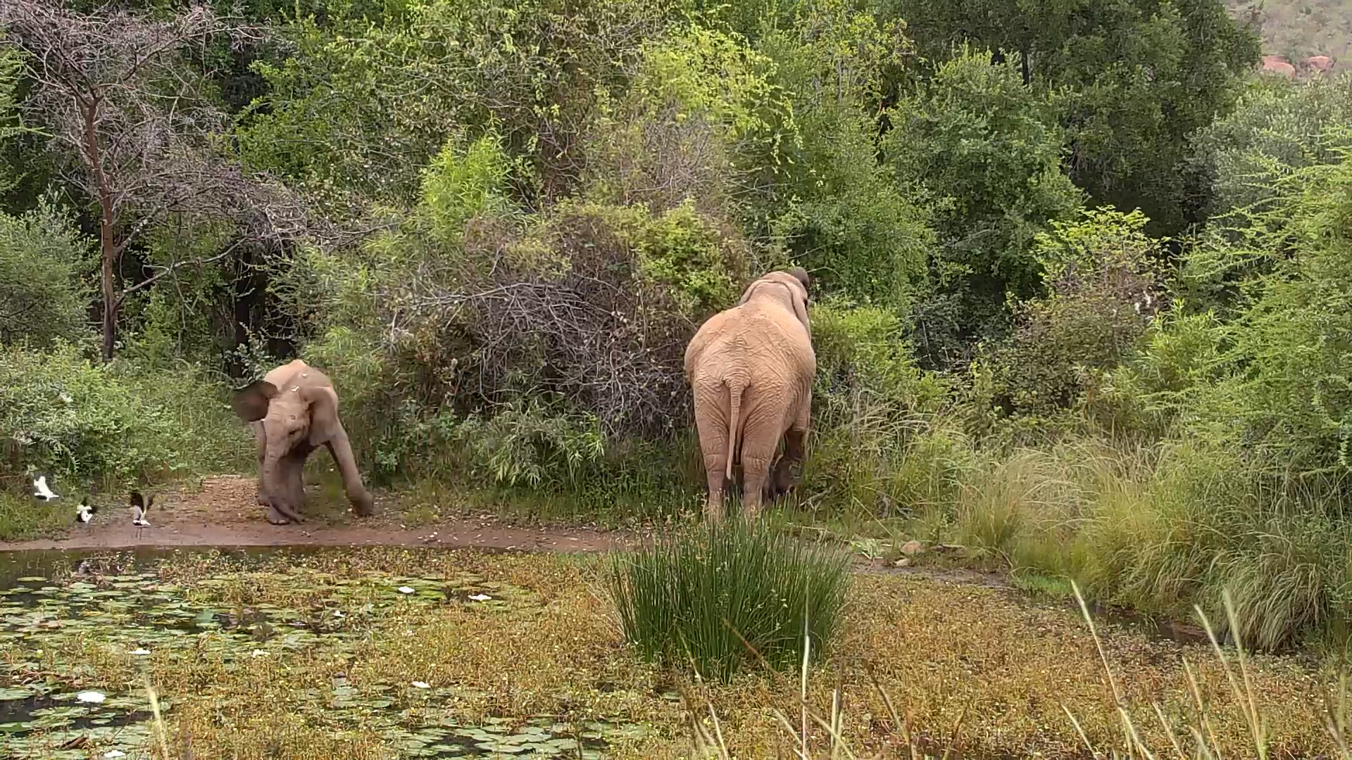 Baby Elephant Shoos Birds