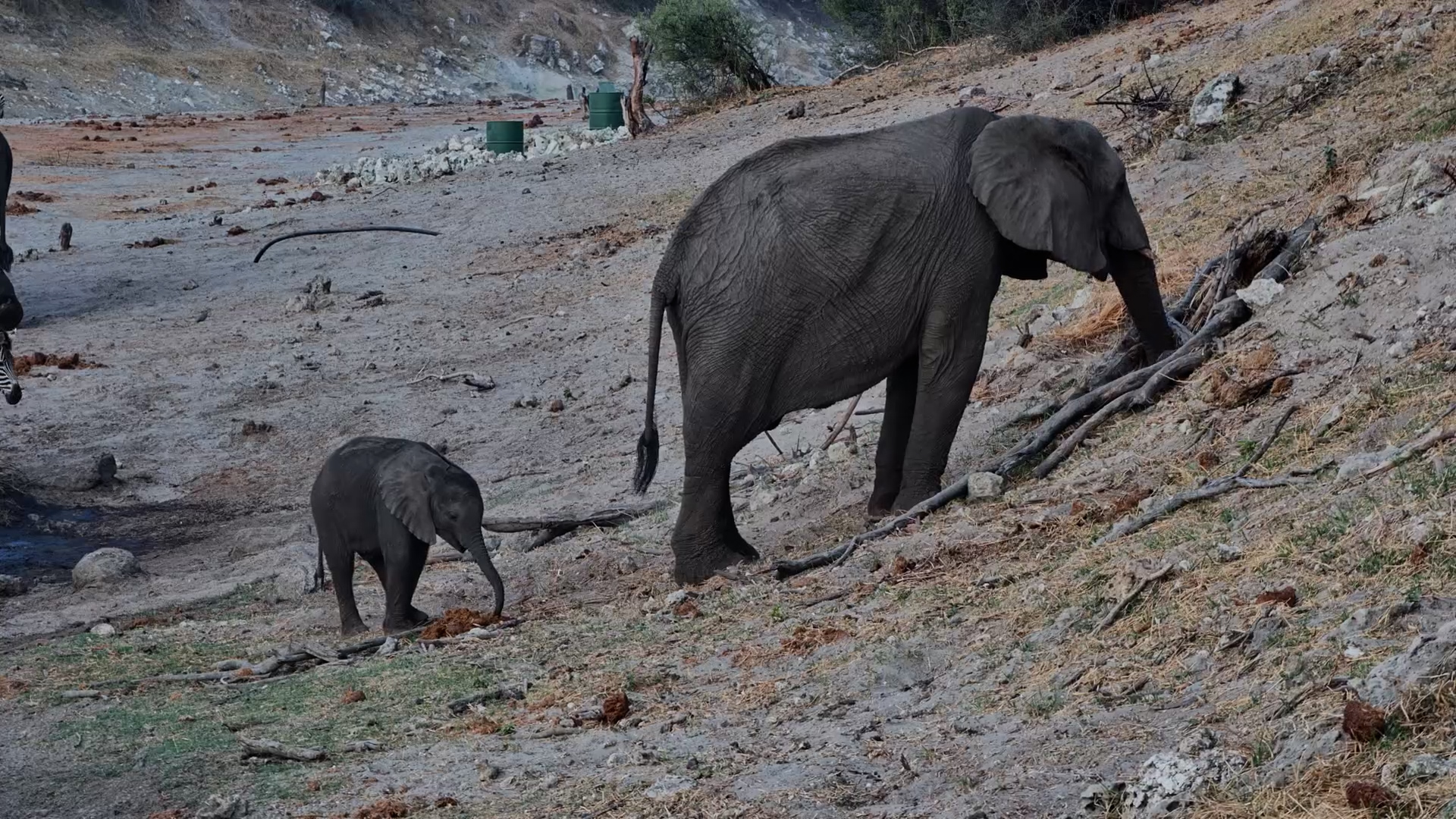 Baby Elephant Eats Mom’s Fresh Poop!