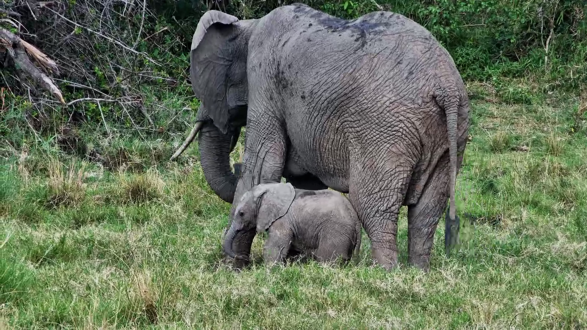 Adorable Mom & Calf Enjoy Fresh Green Grass