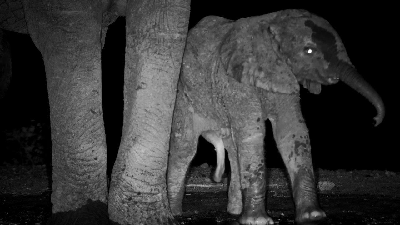 Adorable Alert! Baby Elephant Struggles to Drink in the Dark