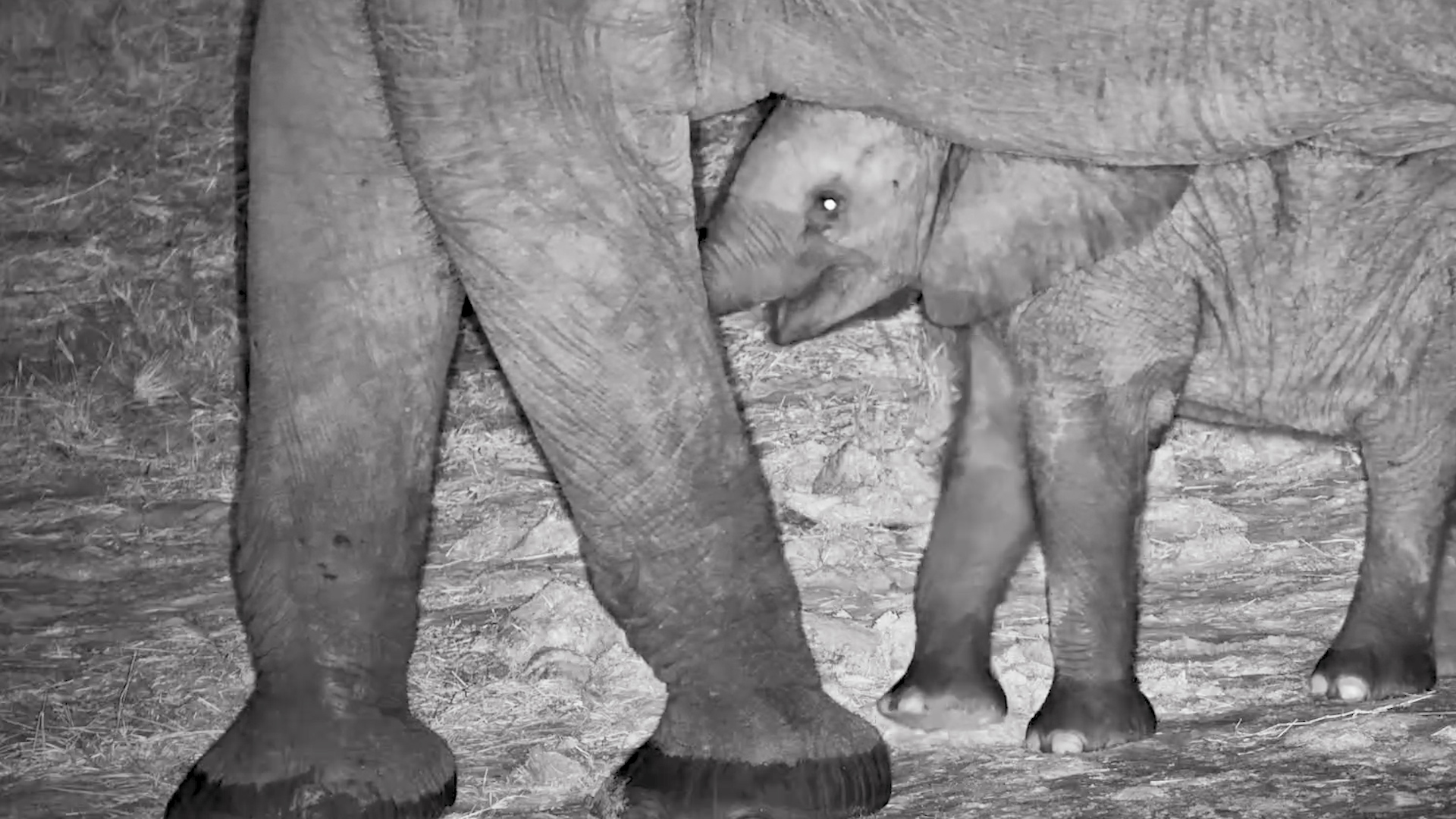 Elephant Calf Nursing in the Dark