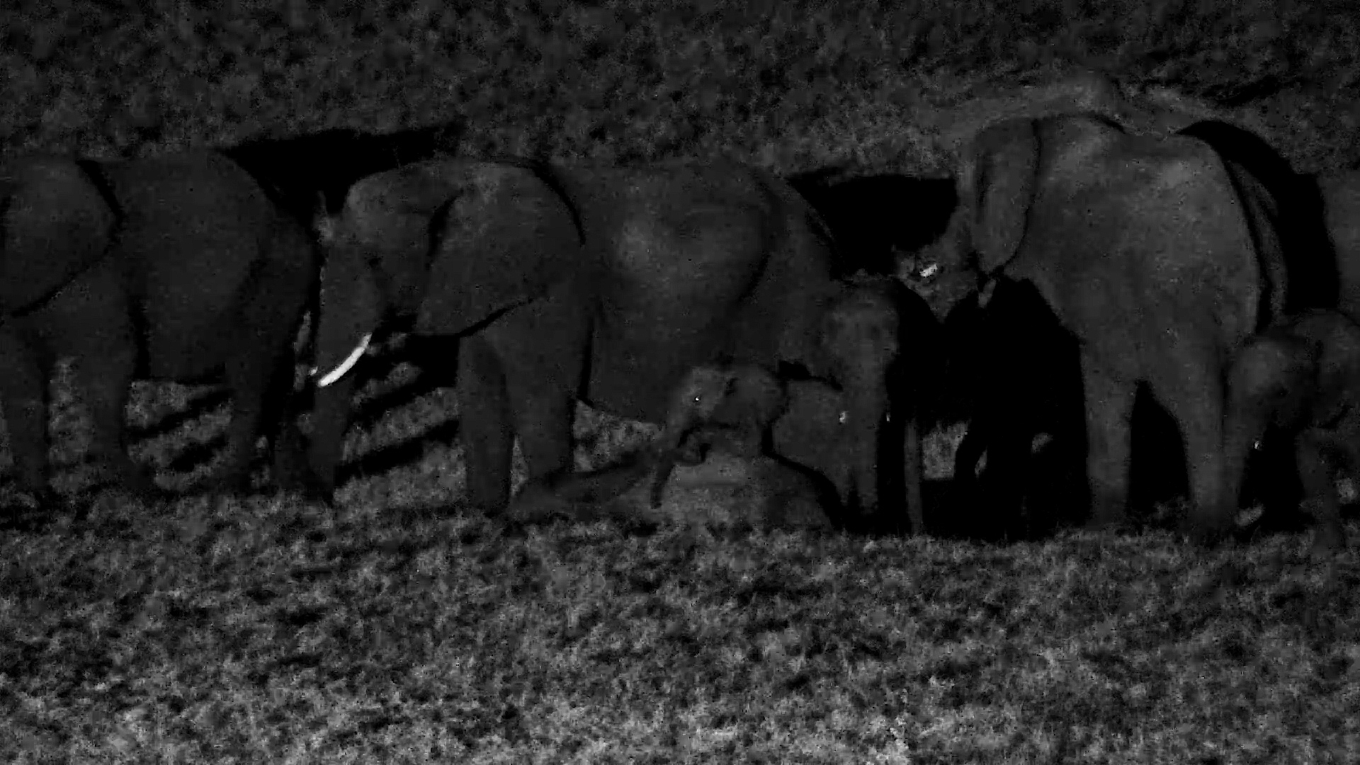 Wake Up! | Little Elephant Finally Gets the Big One Moving