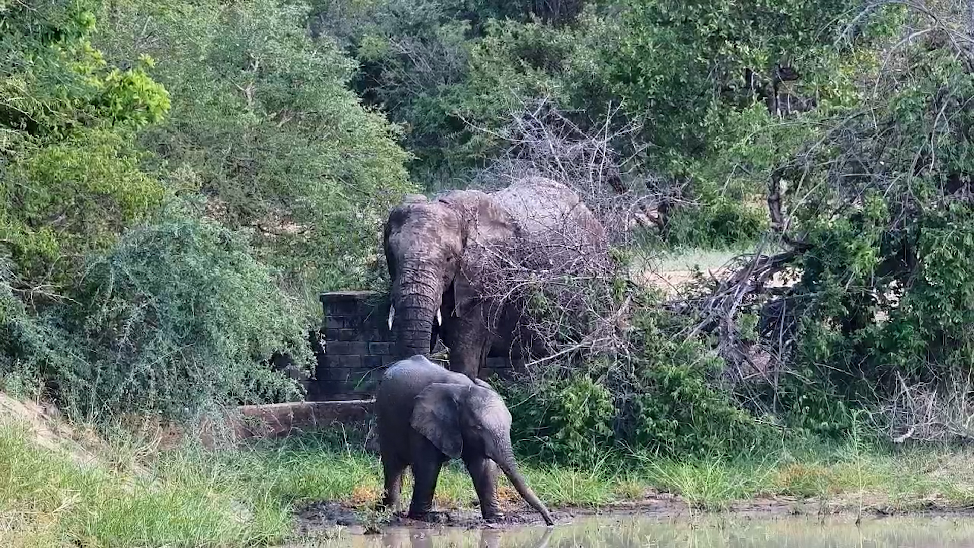 Baby Elephant Masters Drinking at Jabulani
