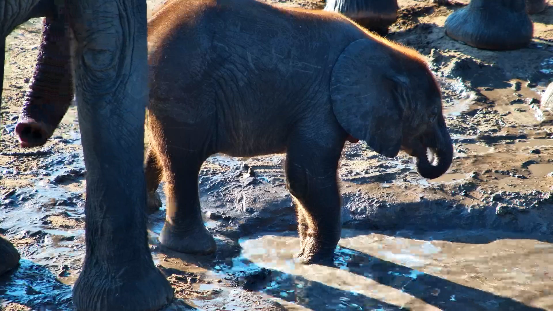 Watch Closely… Calf Figures Out Its Trunk