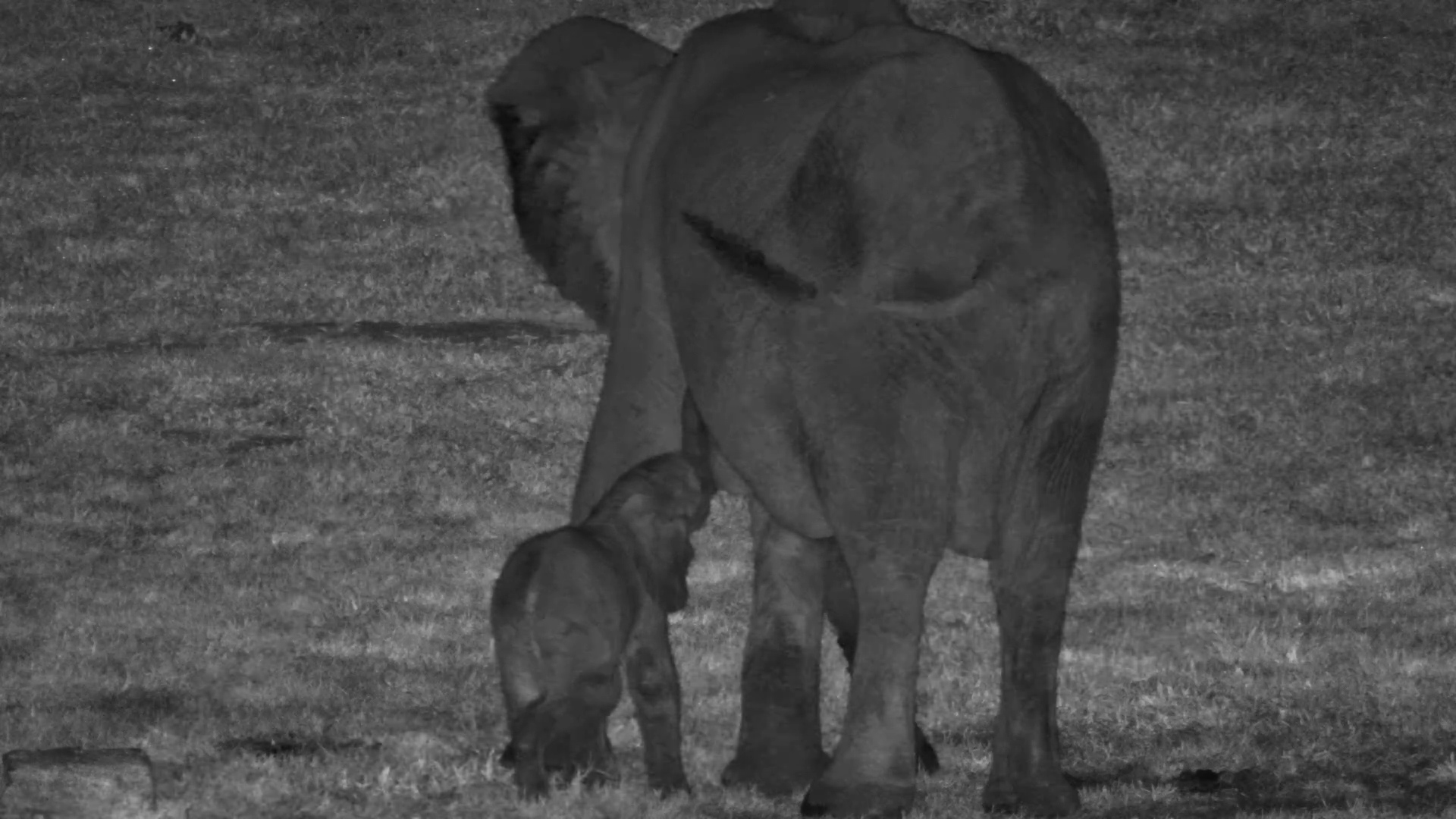 Elephants Forage to a Frog Chorus at Hwange Safari Lodge
