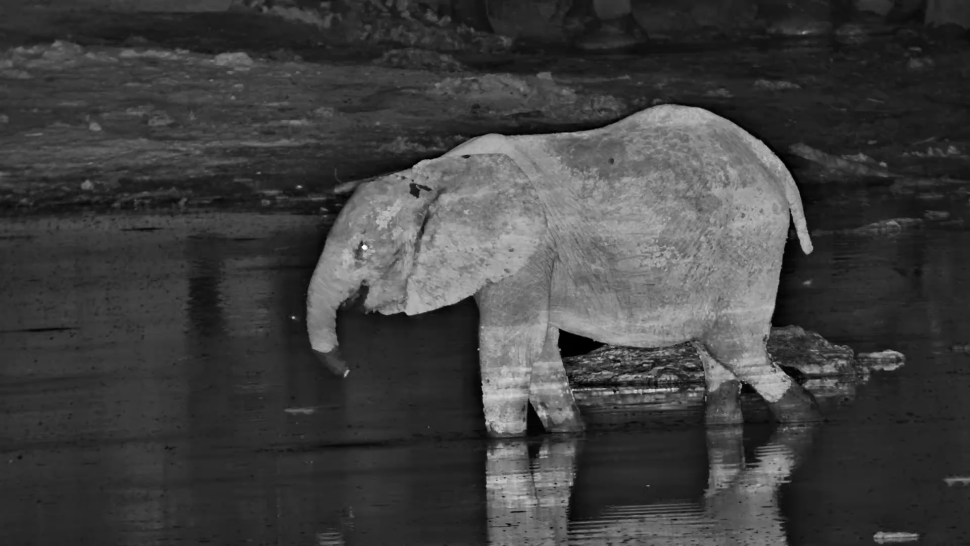 Wild Night at Meno a Kwena: Elephant, Hippo & Hyena Encounter