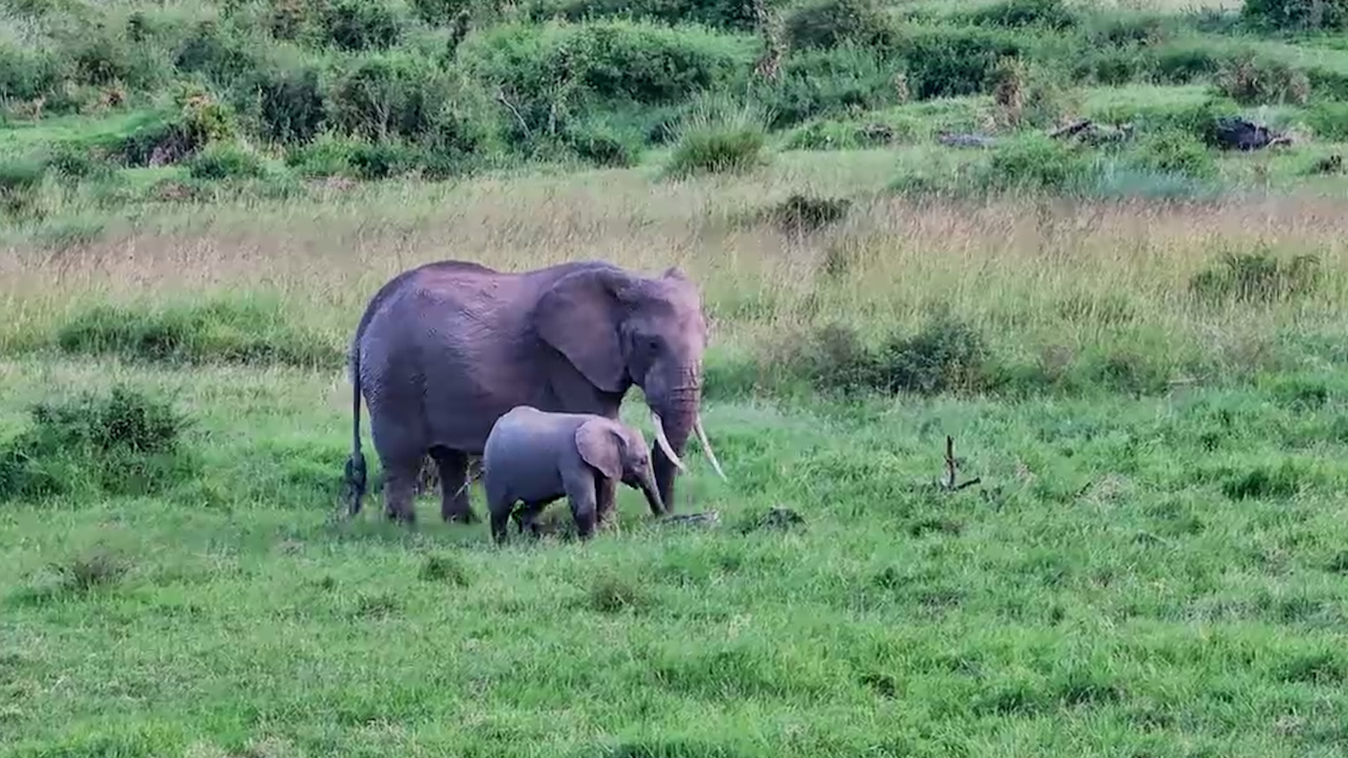 Mother & Baby Elephant Grazing