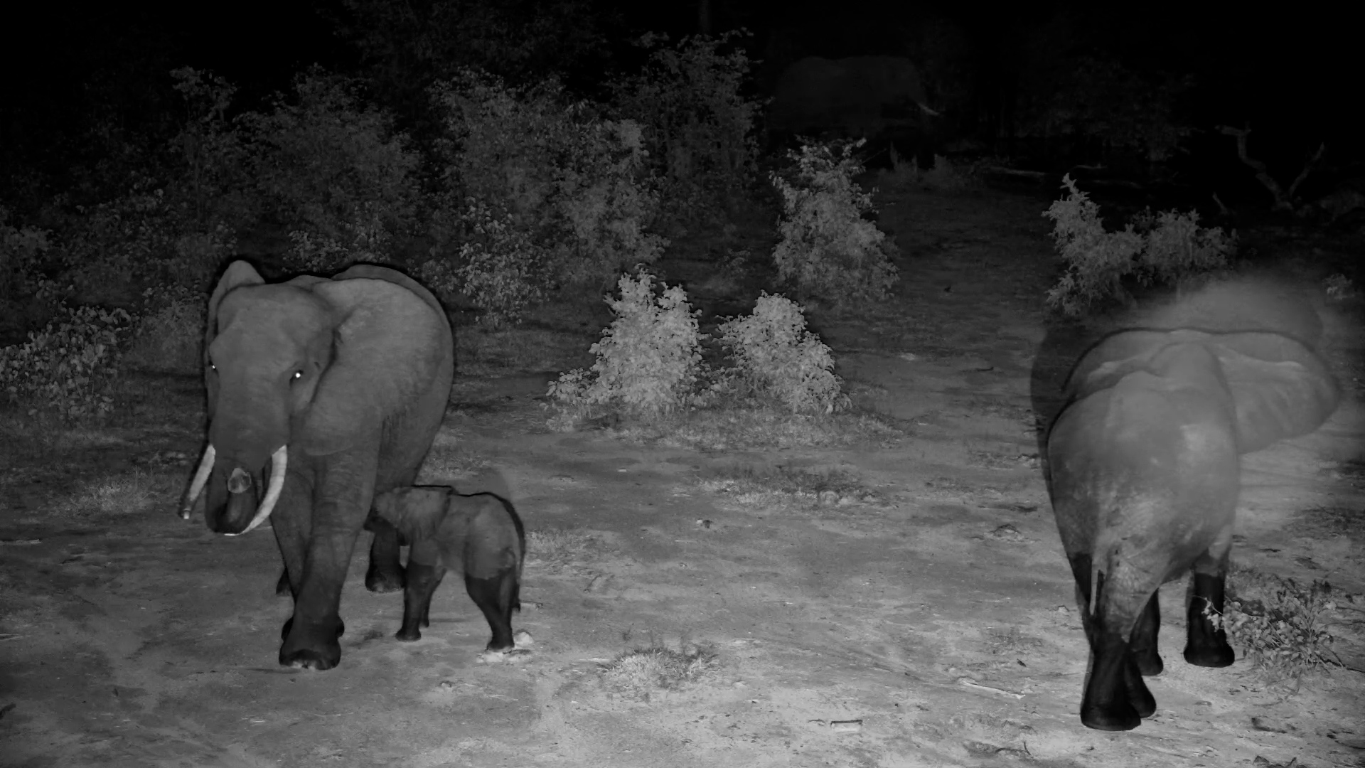 Little Feet, Big Adventure! Baby Elephant in the Dark