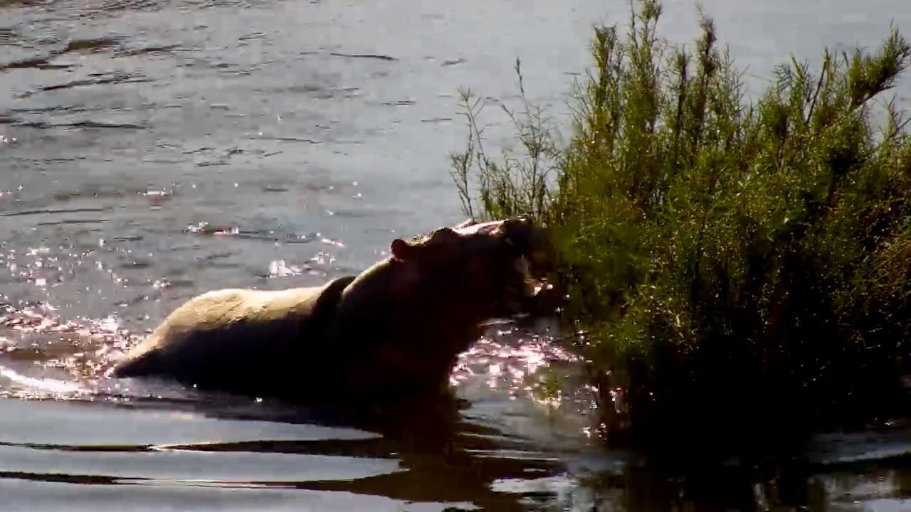 Young Hippo Explores While Staying Close to Mom