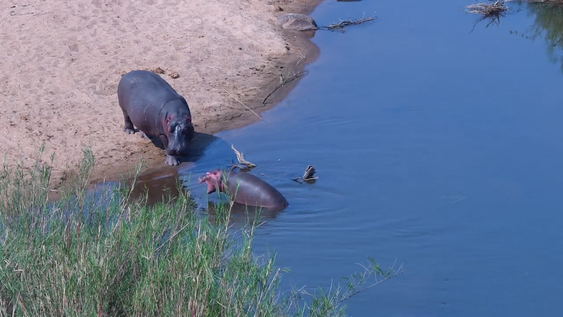 Adorable Baby Hippo Yawns & Shows Tiny Jaws!