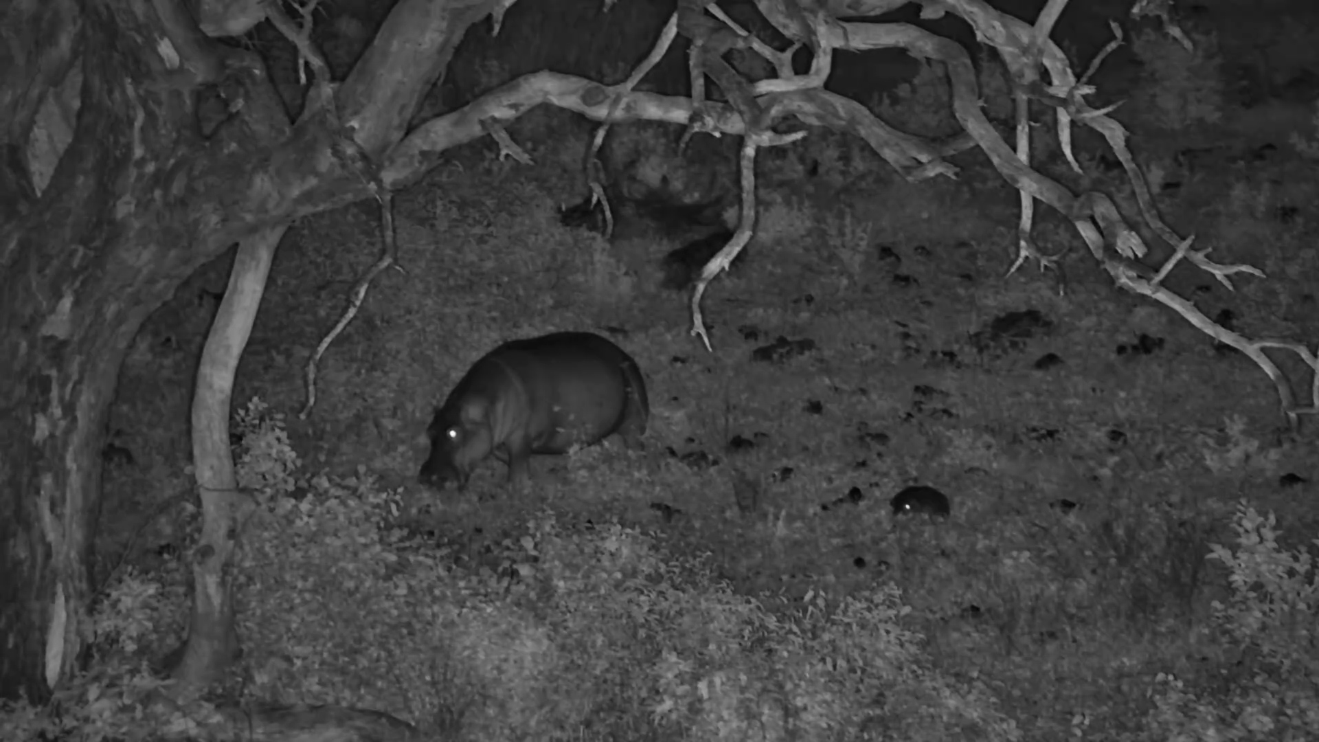 Hippo Dreams in the Dark