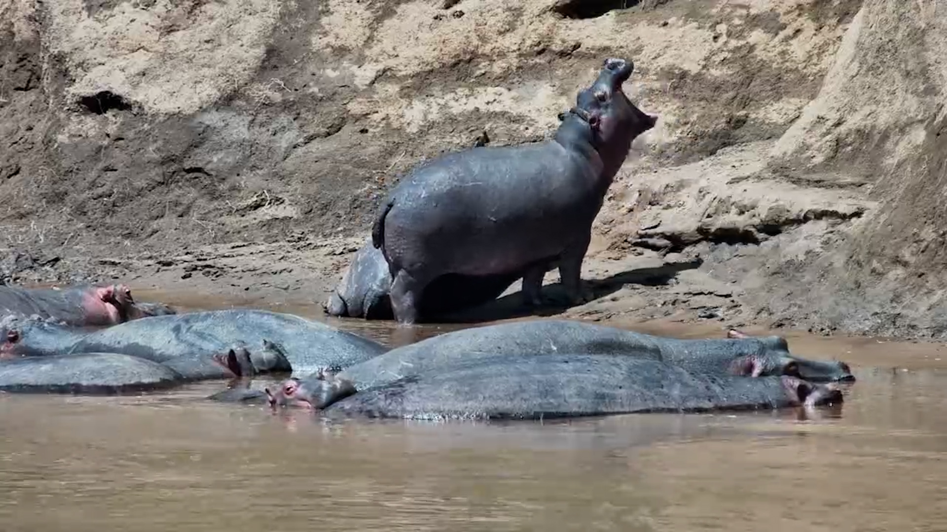 Little Hippos with the Pod on the Riverbank