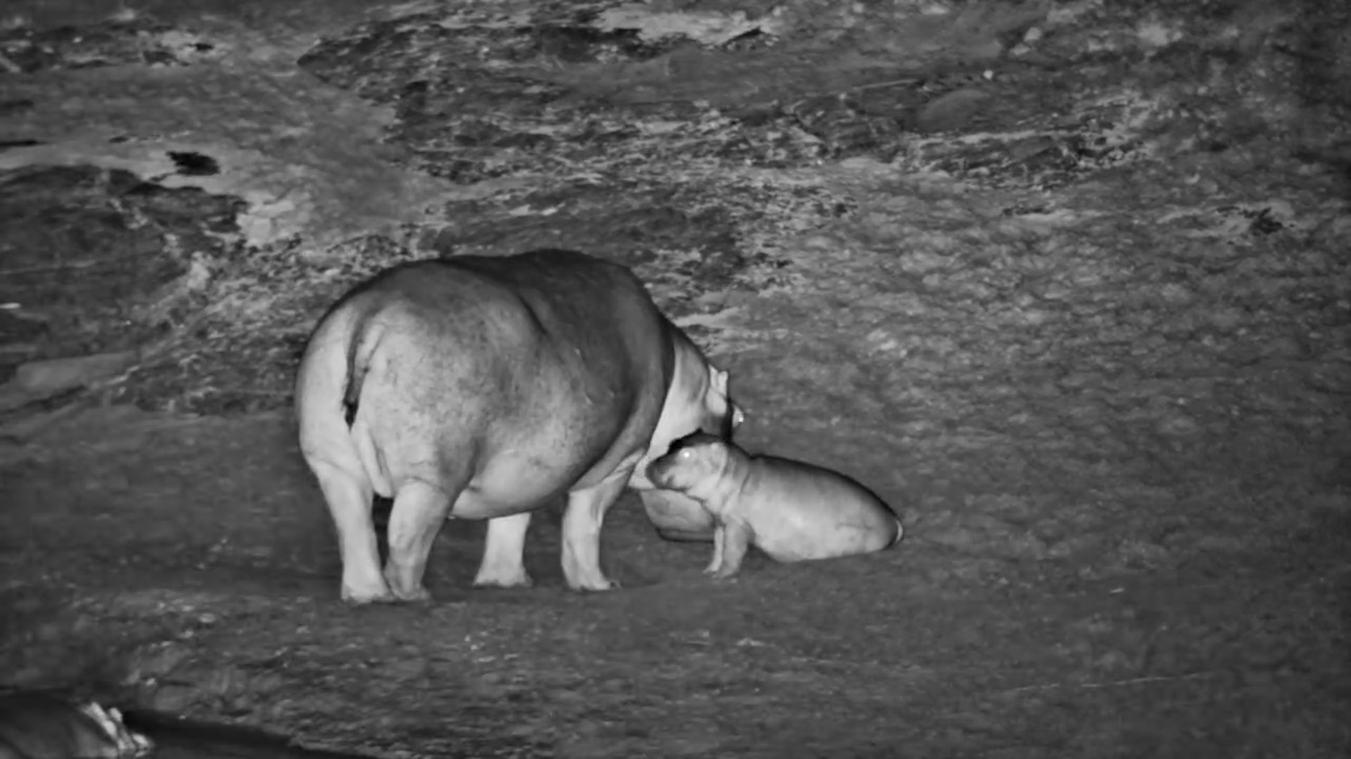 Little Hippo Energy
