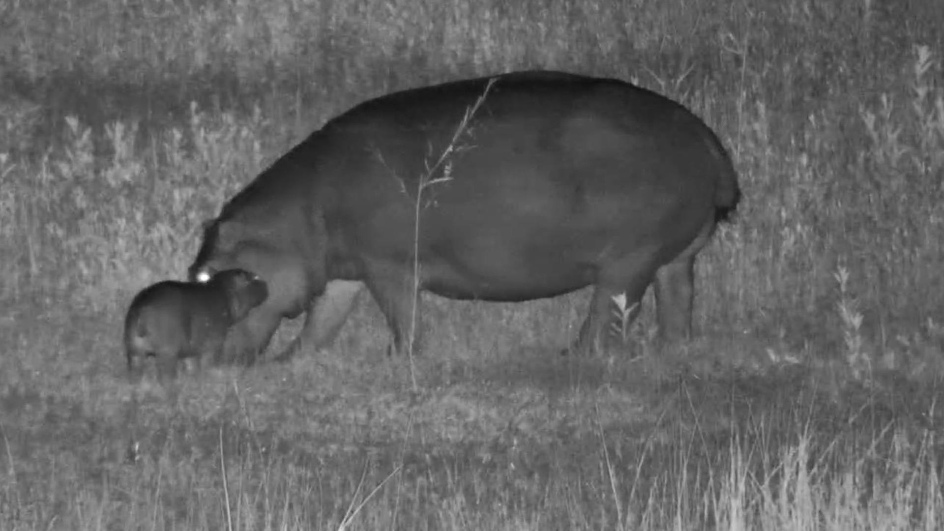 Baby Hippo Keeps Up After Dark