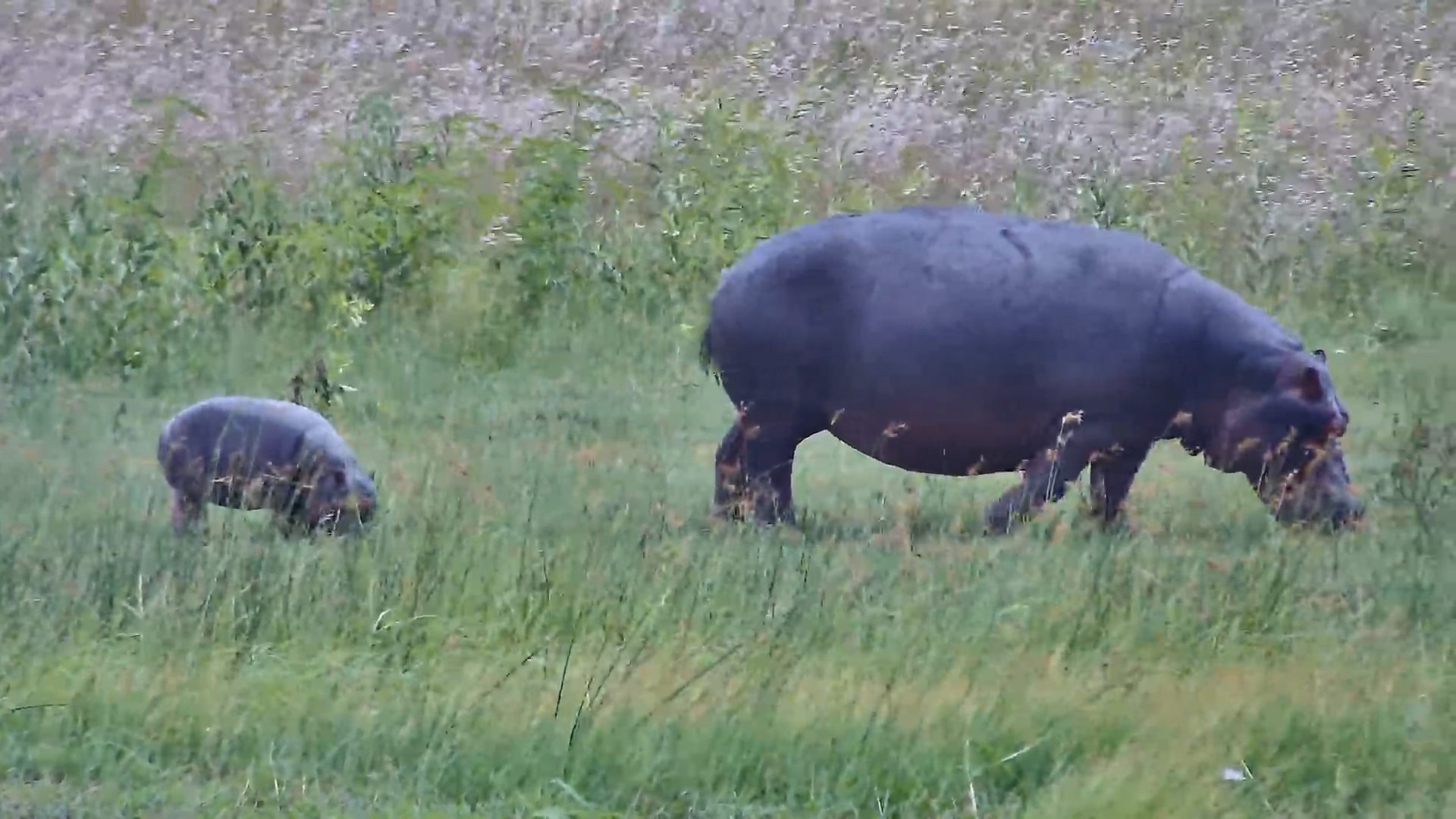 Mother Hippo and Calf Grazing in the Day