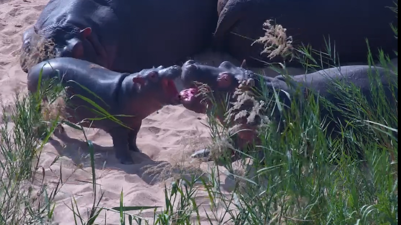 The Adults Wanted to Sleep… The Baby Hippo Didn't