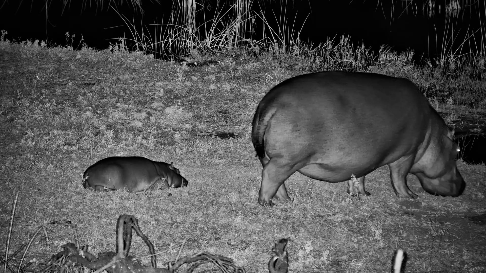 This Baby Hippo Had One Job: Nap