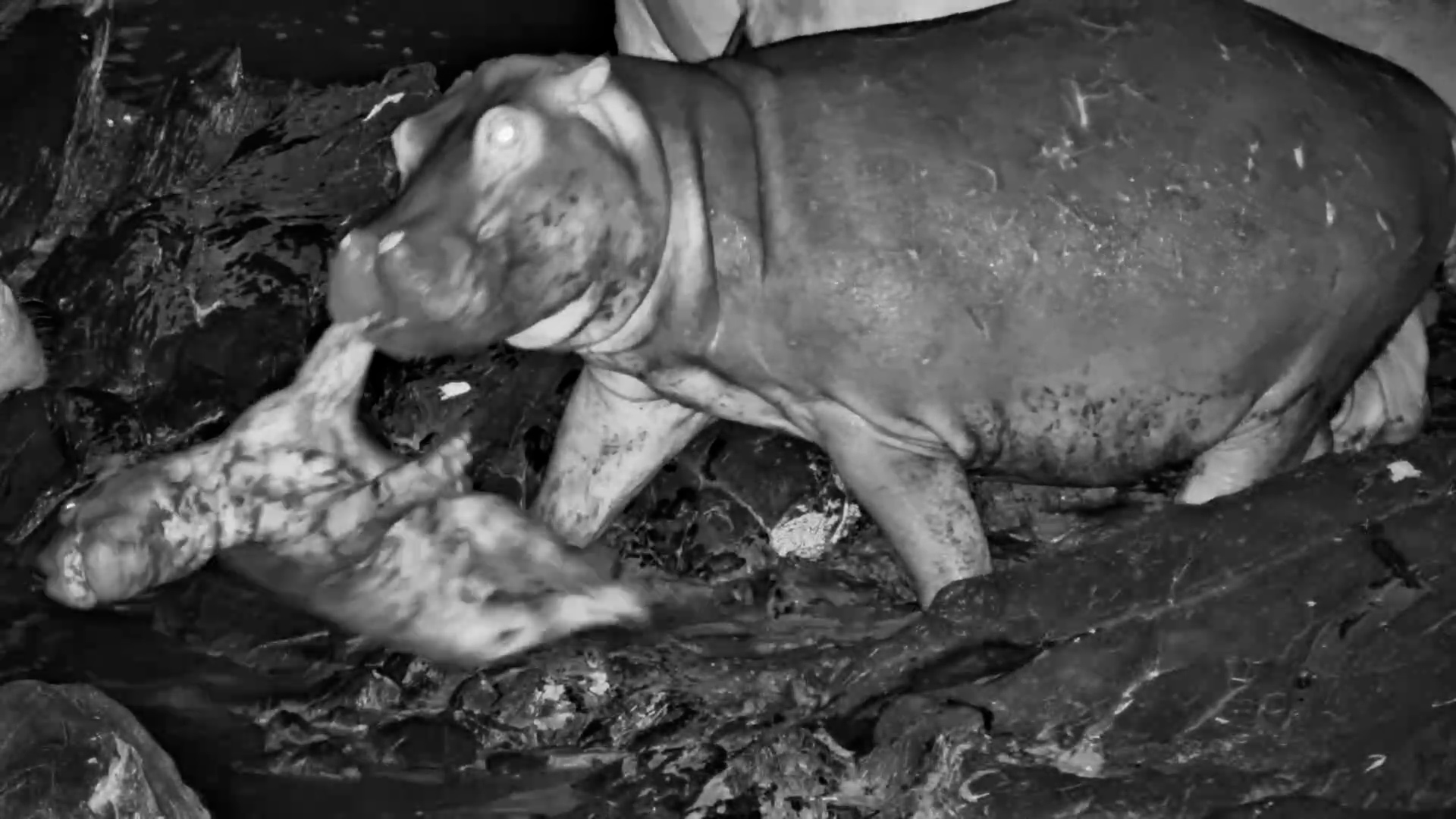 Not for Sensitive Viewers: A Baby Hippo's Worst Nightmare