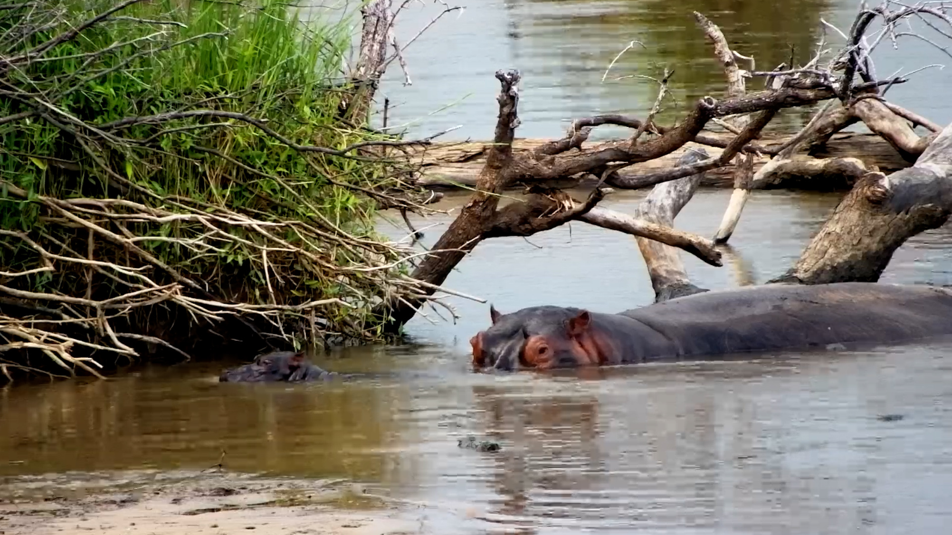 Tiny Hippo Calf Startled by a Flying Goose