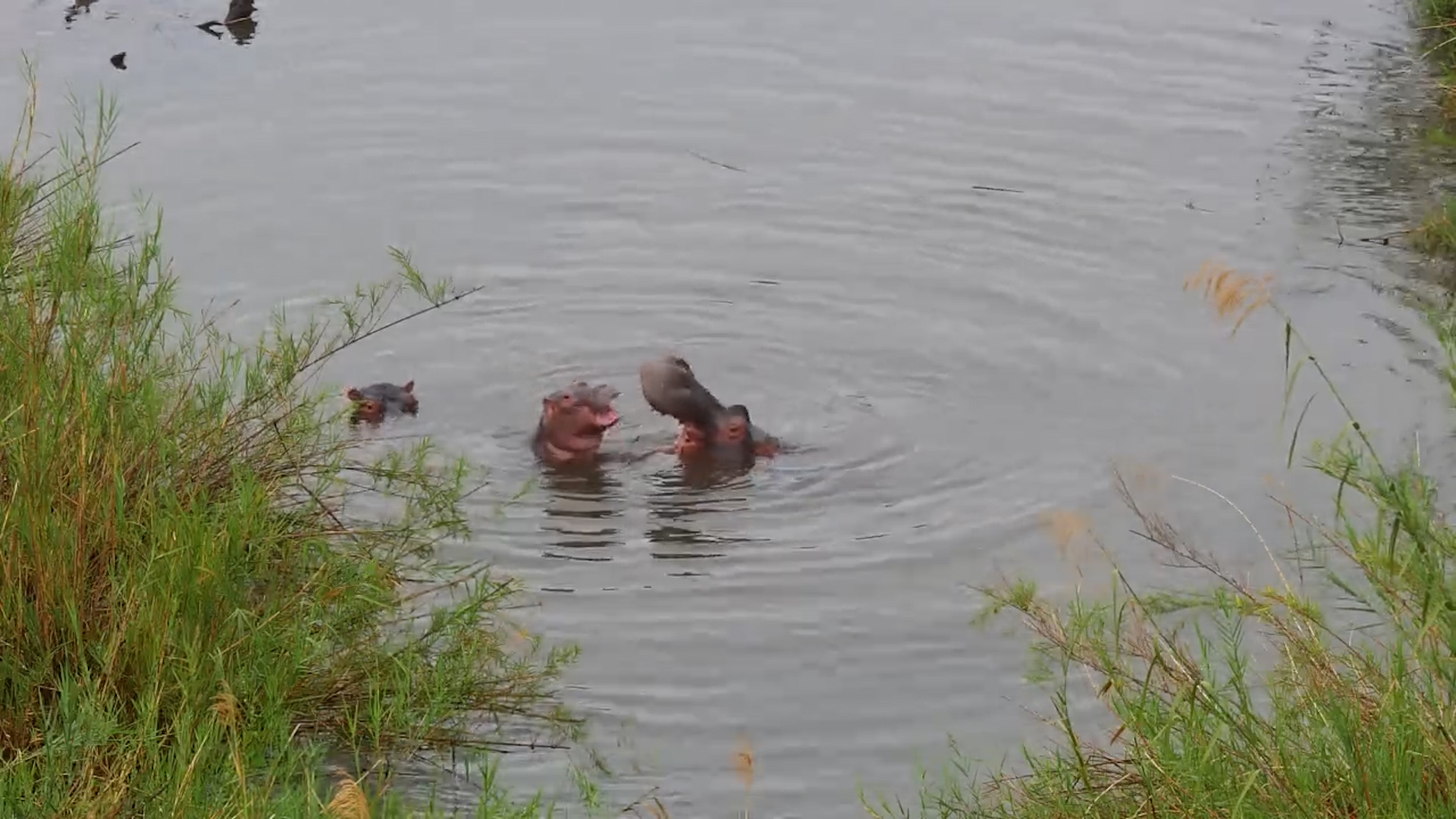 Cute Hippo Calf Enjoys Playtime with Mom