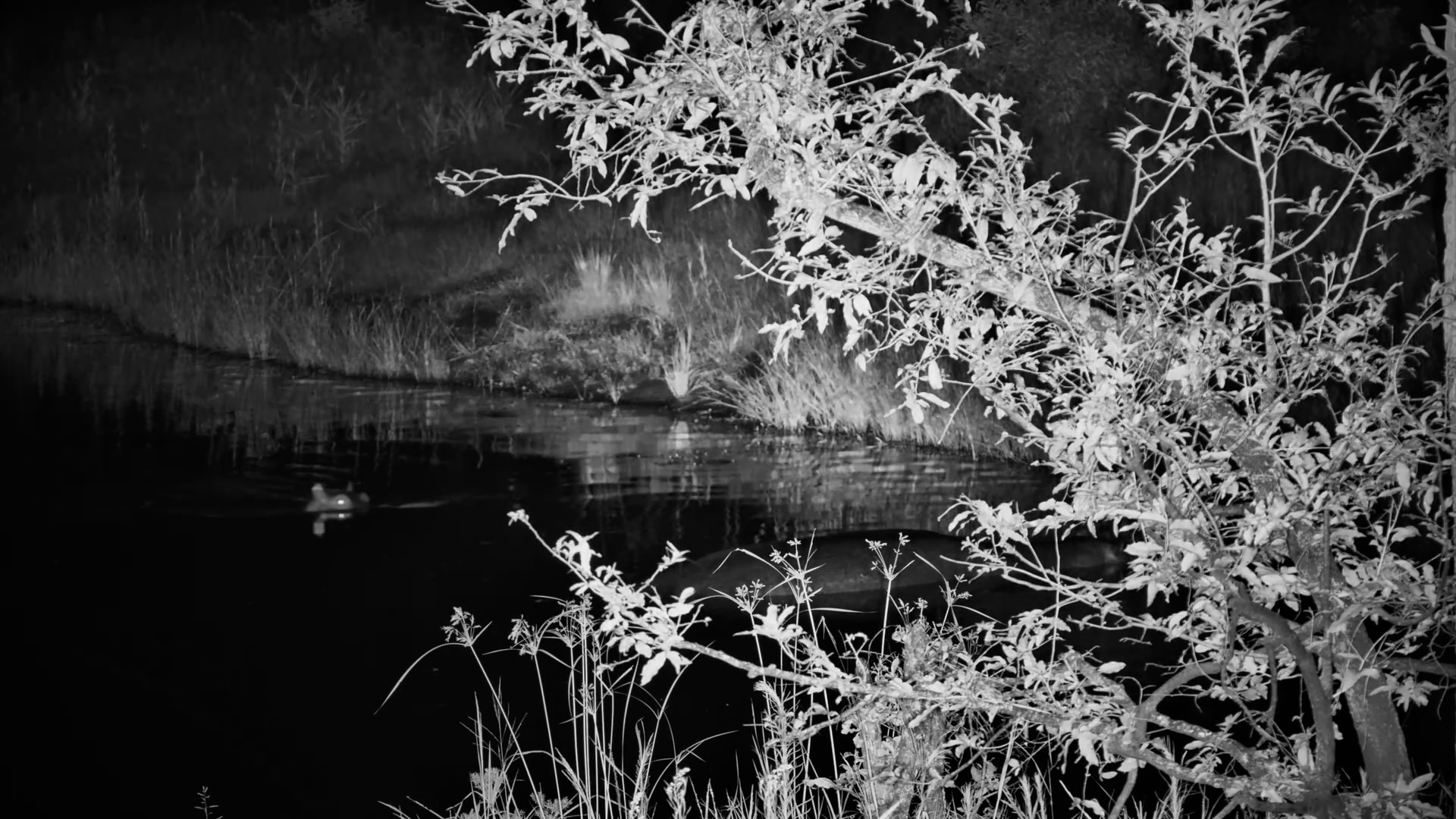 Hidden in Plain Sight | Hippo Mother & Calf at Roy’s Dam