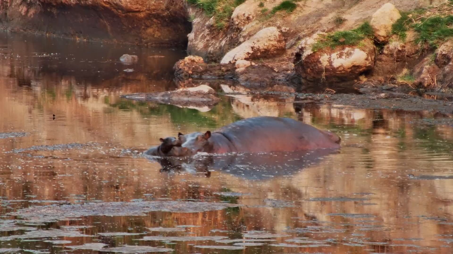 Newborn Hippo Calf Cuddles Close to Mom