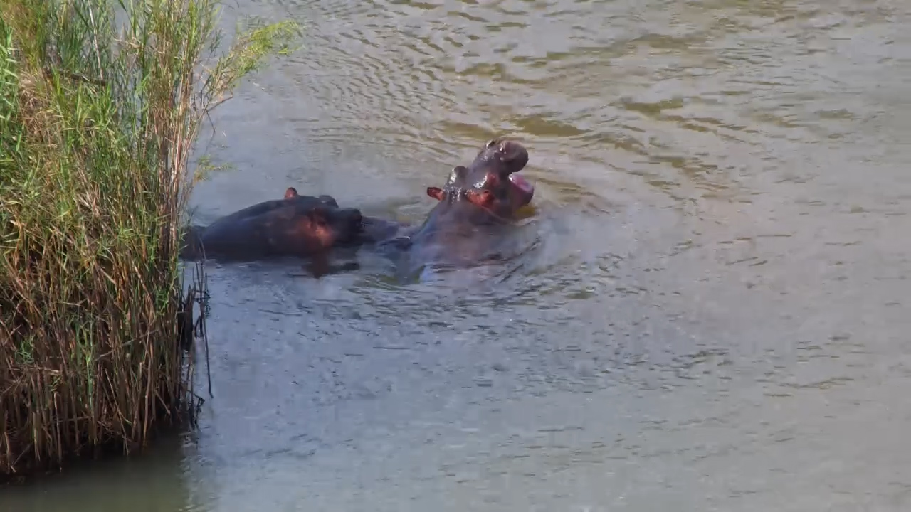 Sabie River Comes Alive With Hippos