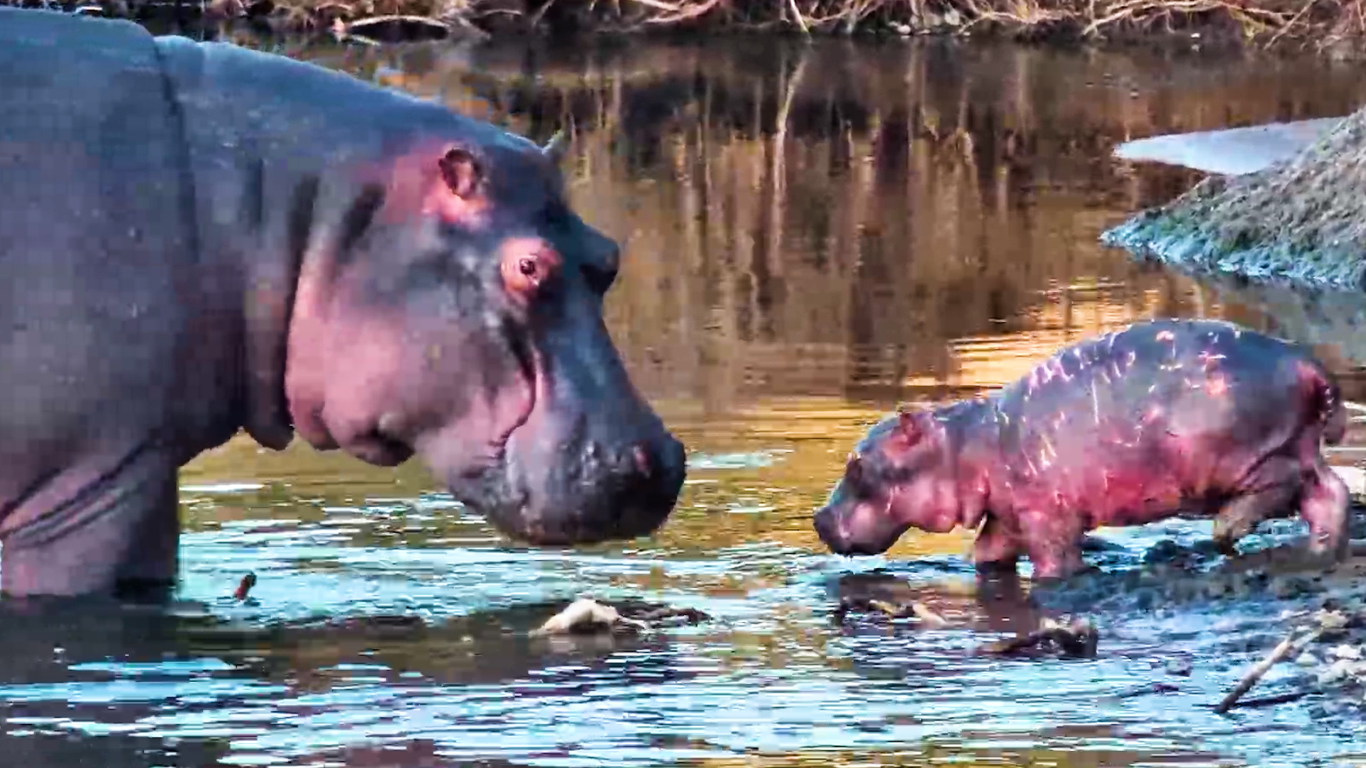 We Never Expected to See This Baby Hippo Again