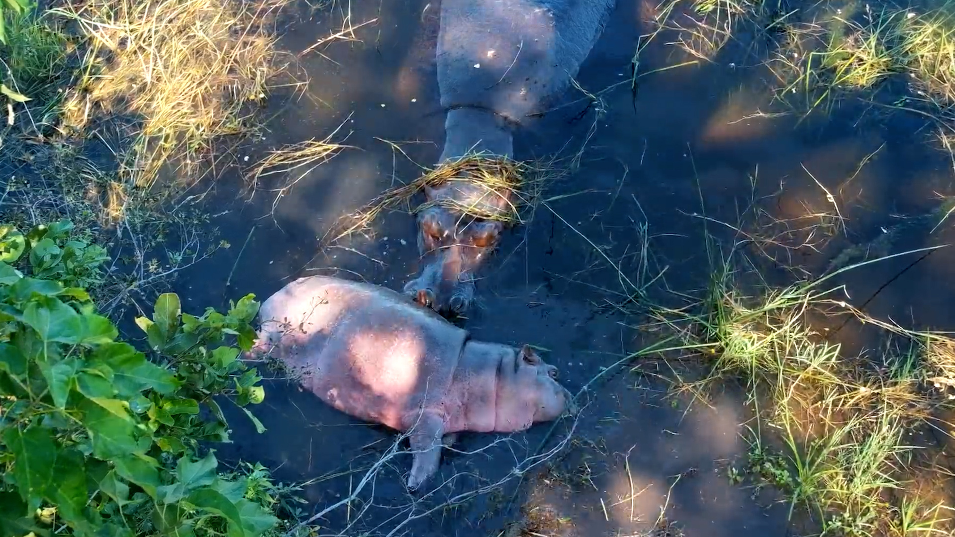 Hippo Calf Napping Right Under the Camera