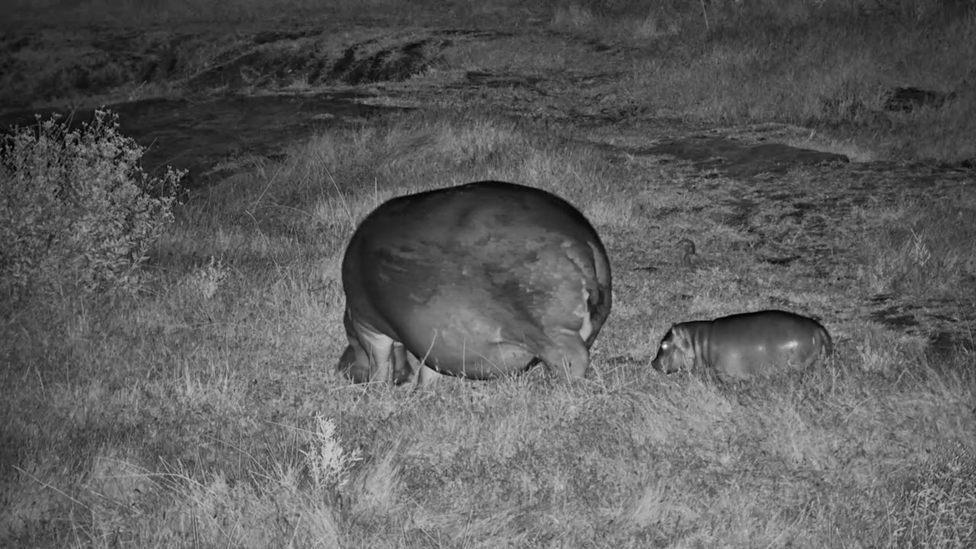 Teeny Tiny Baby Hippo Alert!