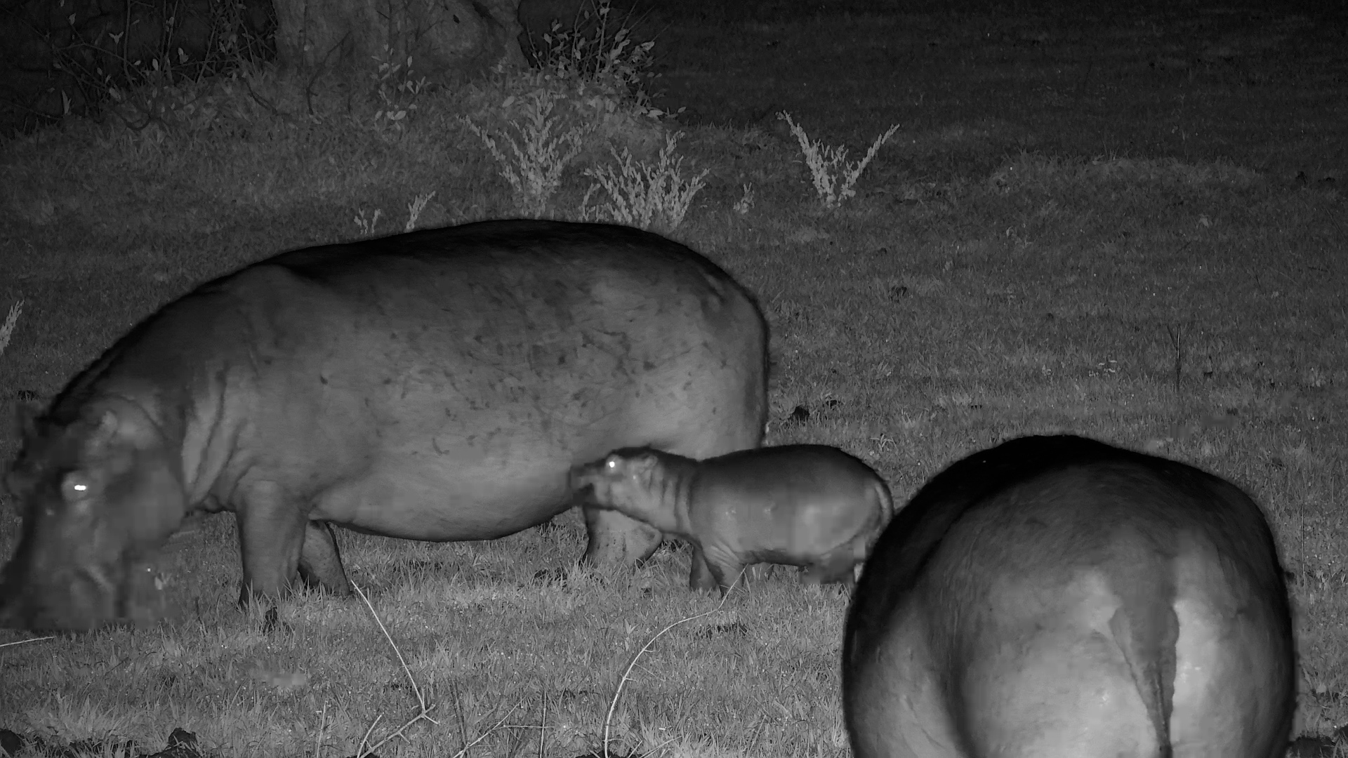 Hippo Mother Guides Her Tiny Calf