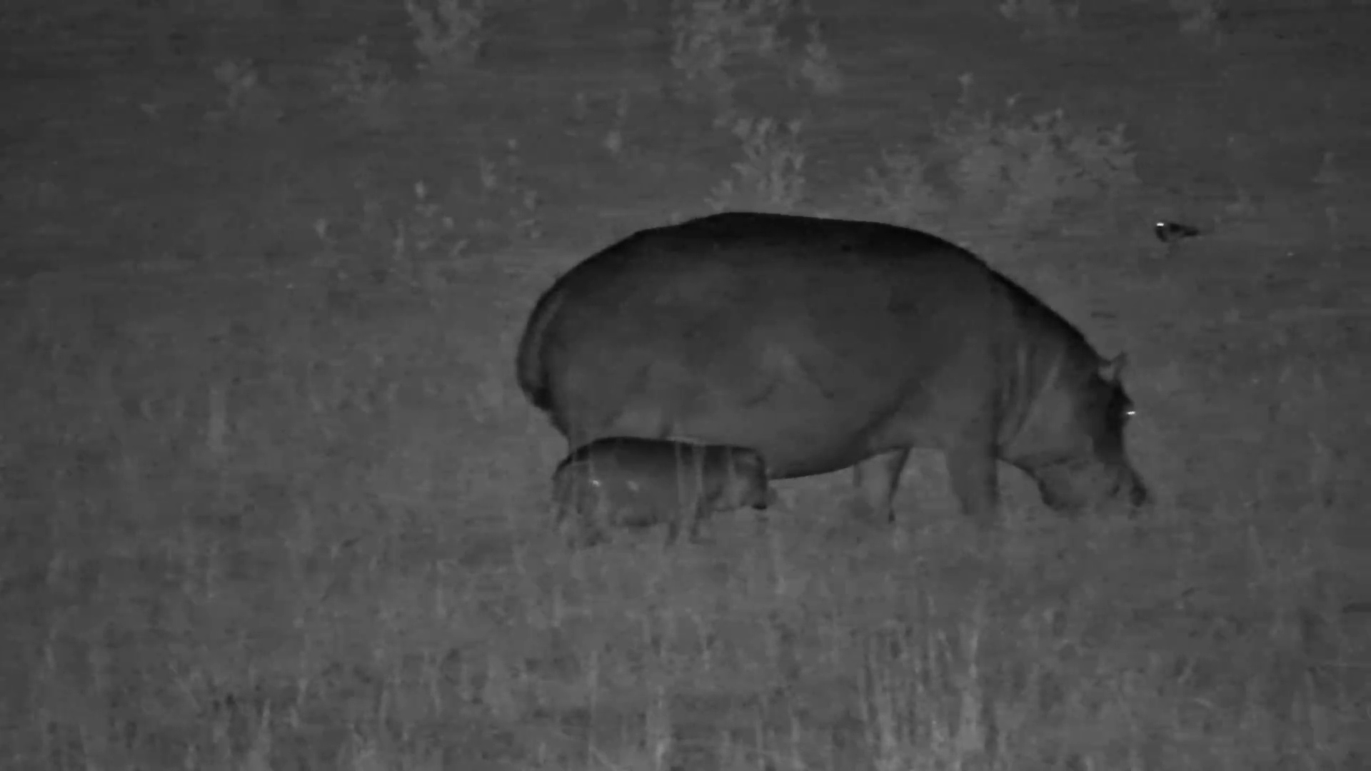 A Hippo Calf TakesTiny Steps in a Big World