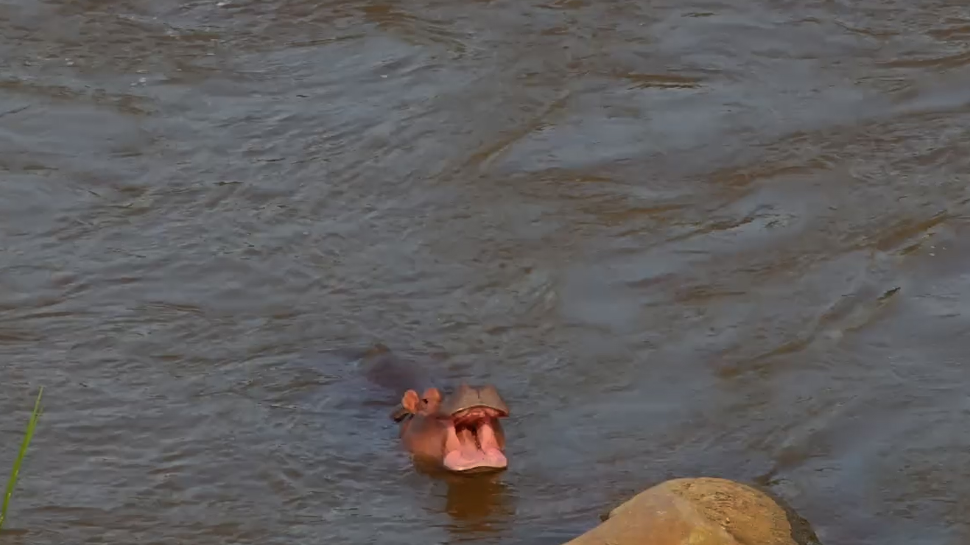 A Big Yawn from a Little Hippo