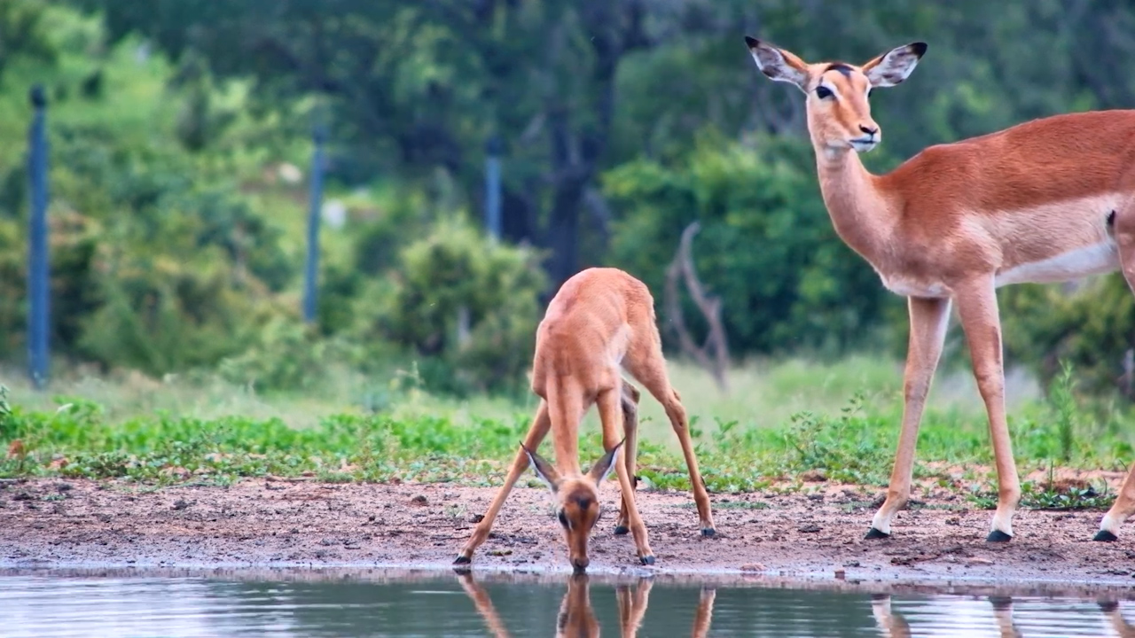 Adorable Impala Lamb Learns to Drink Kings Camp