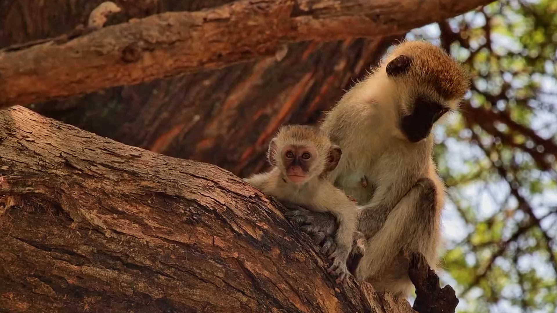 Tree Top Bond: Baby Vervet Drinks Milk from Mum