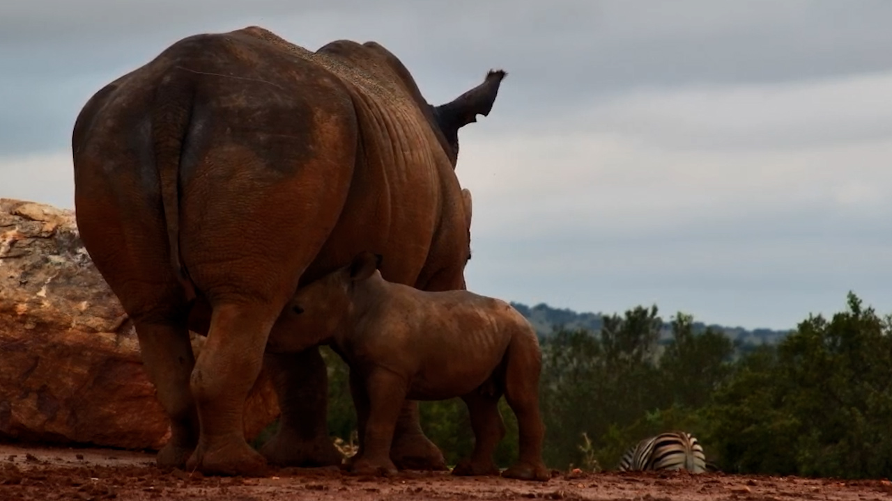 Meet Mandy’s Adorable Newborn Rhino Calf