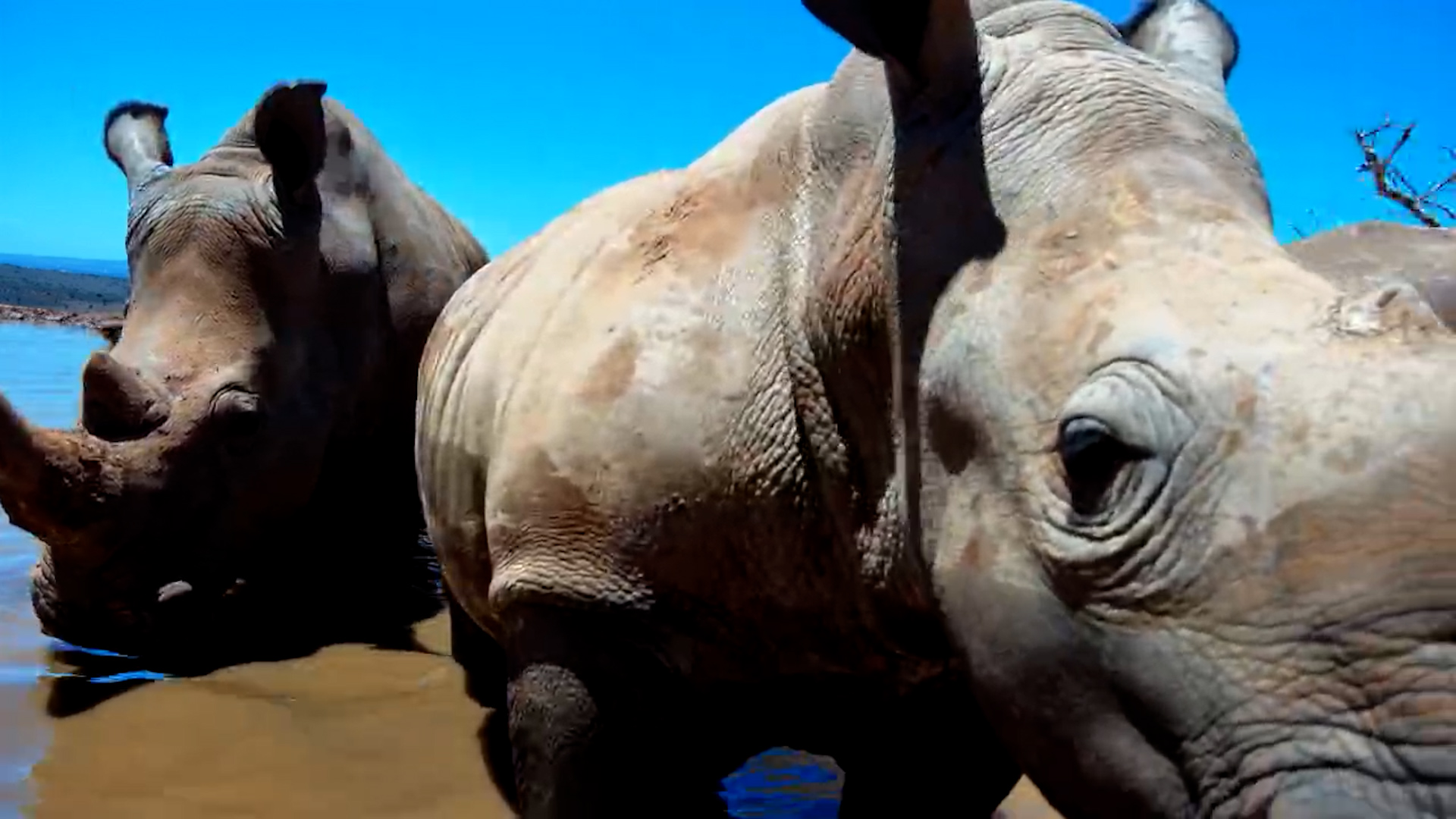 Rhino Crew Takes Over the Waterhole