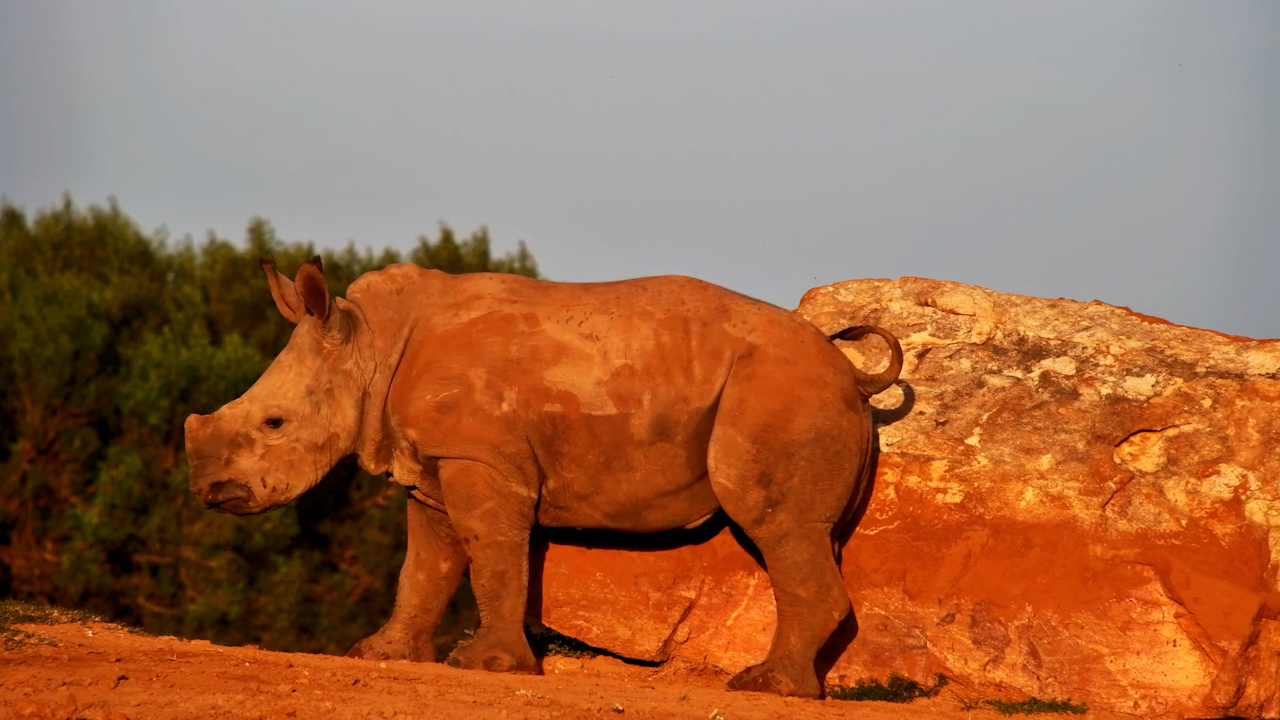 Scratch It, Bite It... Baby Rhino Logic