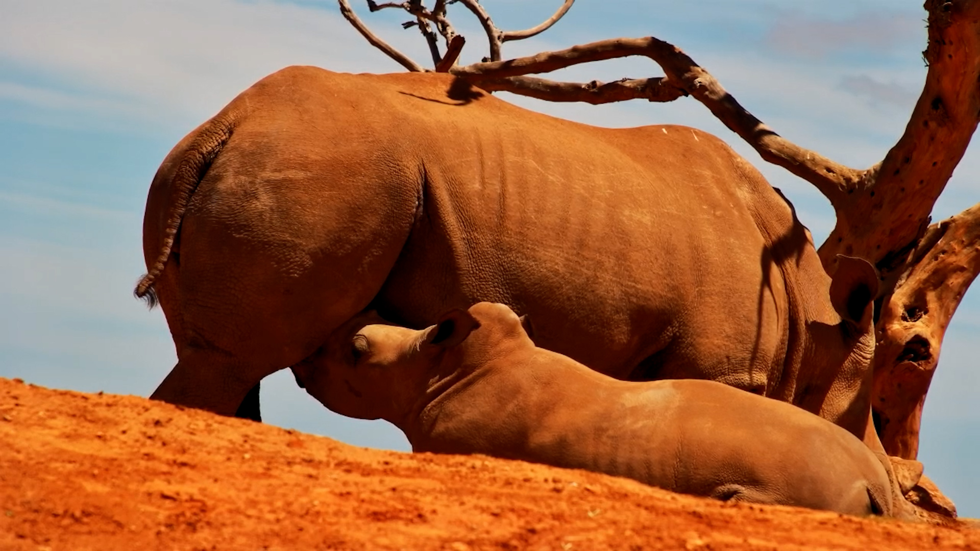 Baby Rhino Nurses From Mum