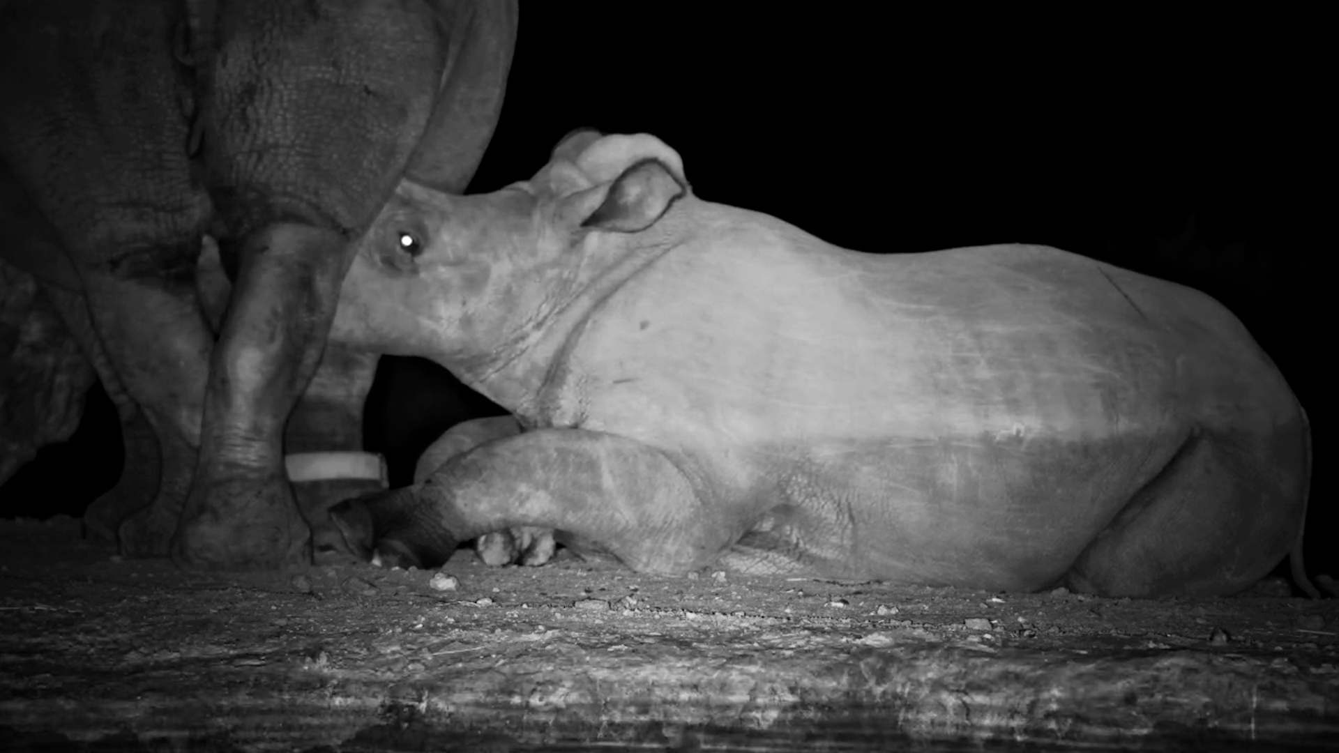 Margaret’s Calf Nursing at Night