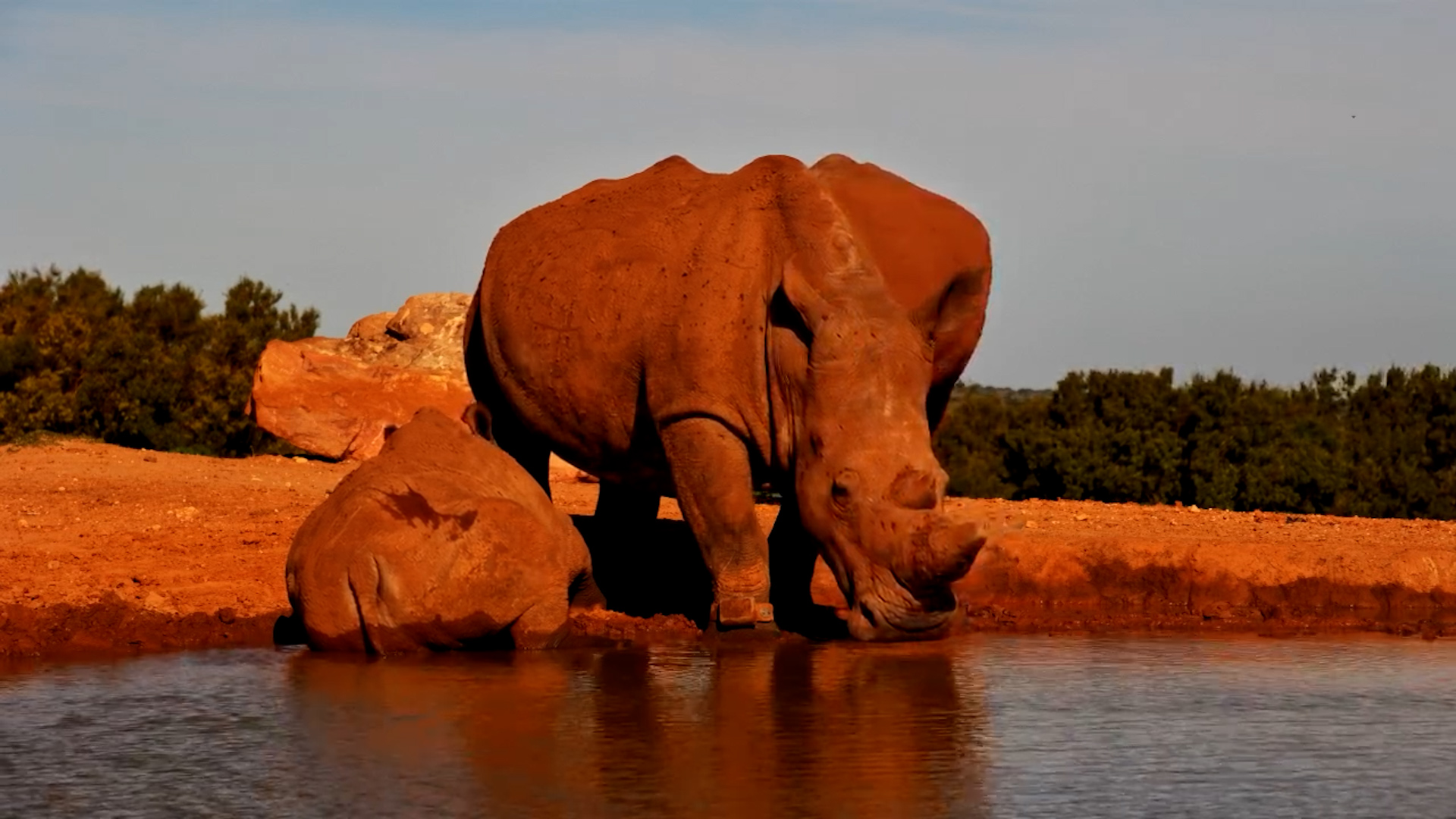 Margaret’s Calf Drinks Milk at the Waterhole