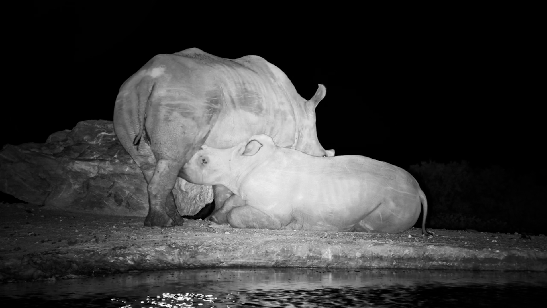 Still a Baby at Heart | Calf Begs for Milk