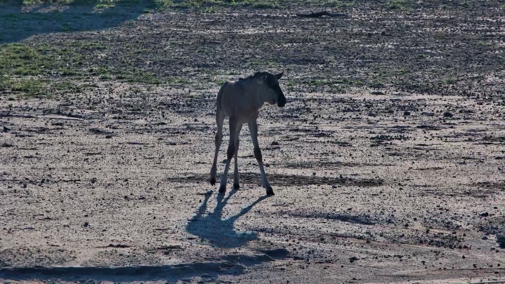 Wildebeest Calf Sticks Close to Mom