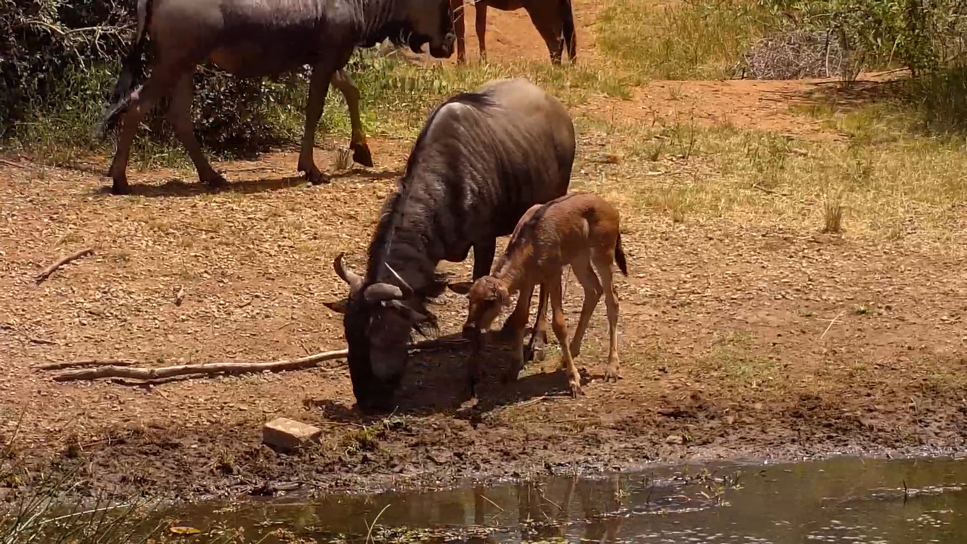 Wildebeest Calf Sticks Close to Mum