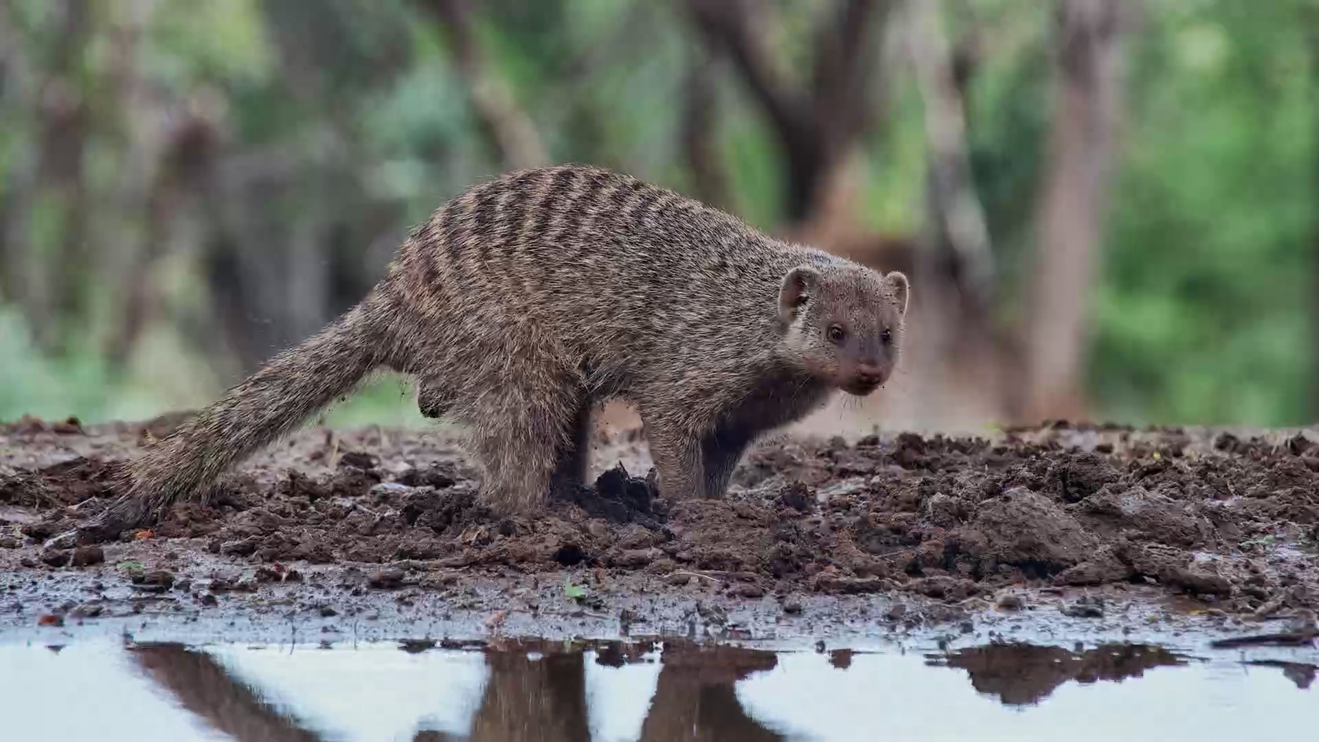 Banded Mongoose Hard at Work