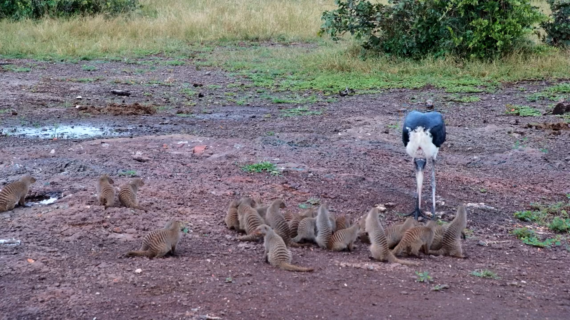 Mongoose Defence! Stork Meets a United Troop